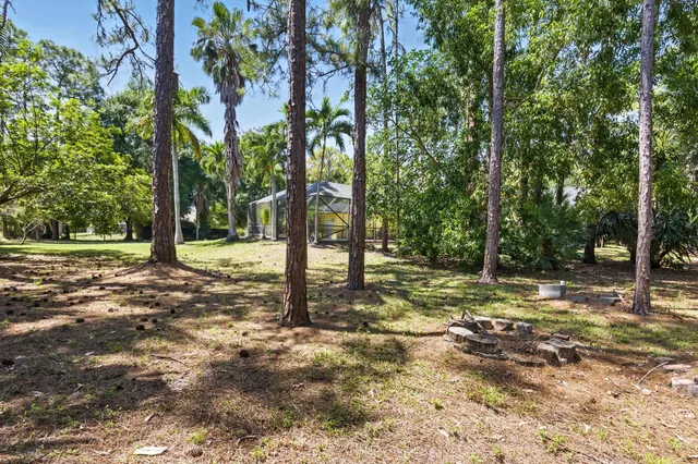 a view of a tree in the middle of a yard