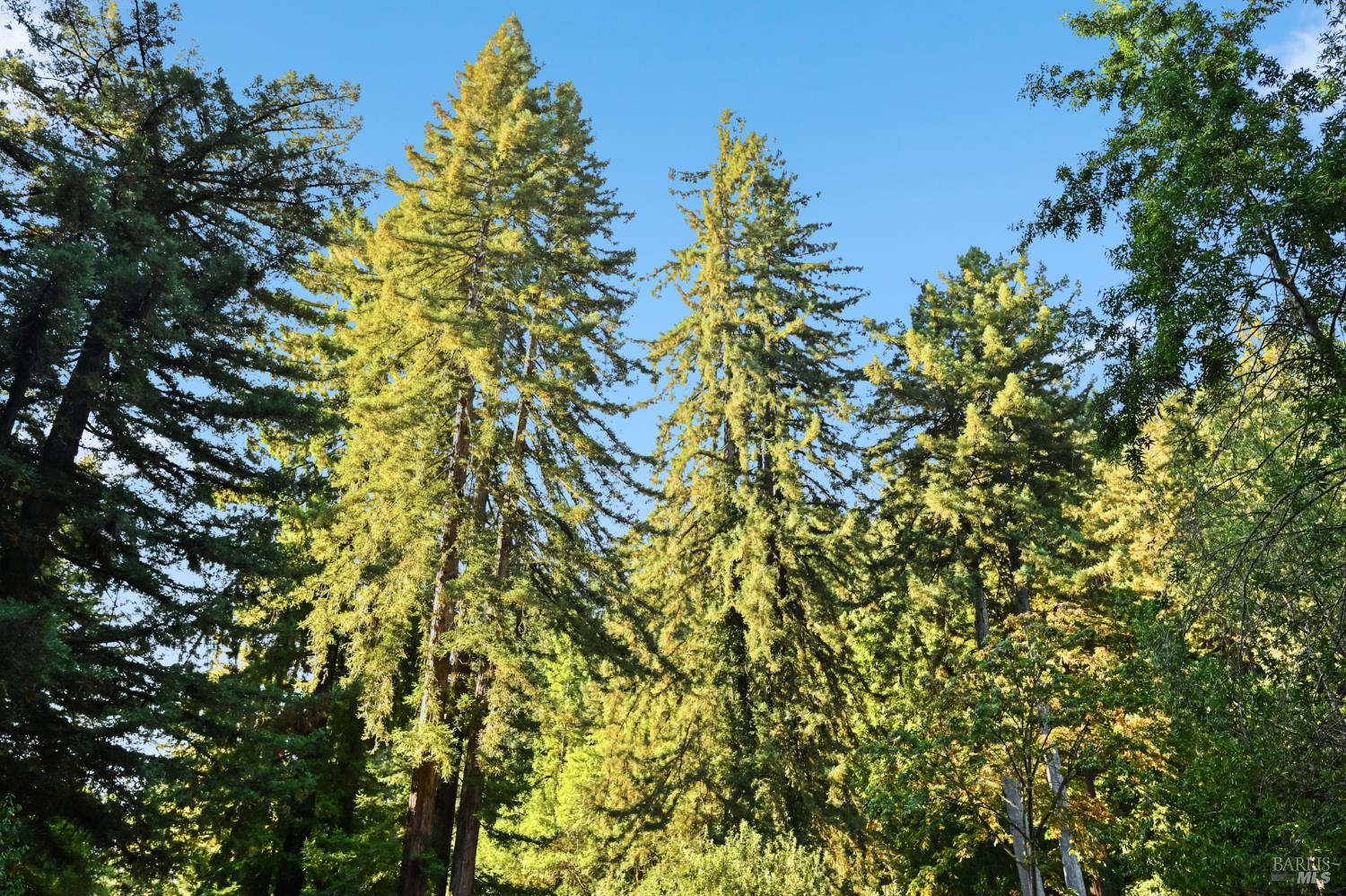 14831 Canyon 7 Road Guerneville, CA 95446 - Photo 10 of 50