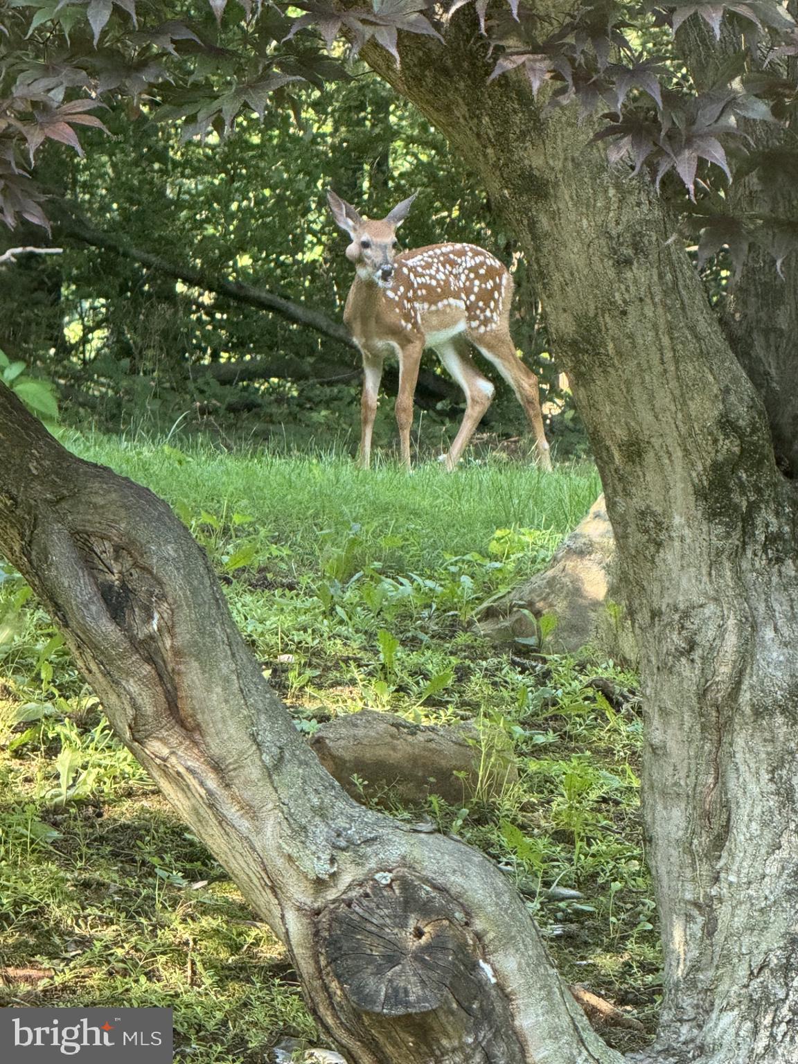 1421 Earlys Mill Road Palmyra, PA 17078 - Photo 61 of 84 Views from the family room