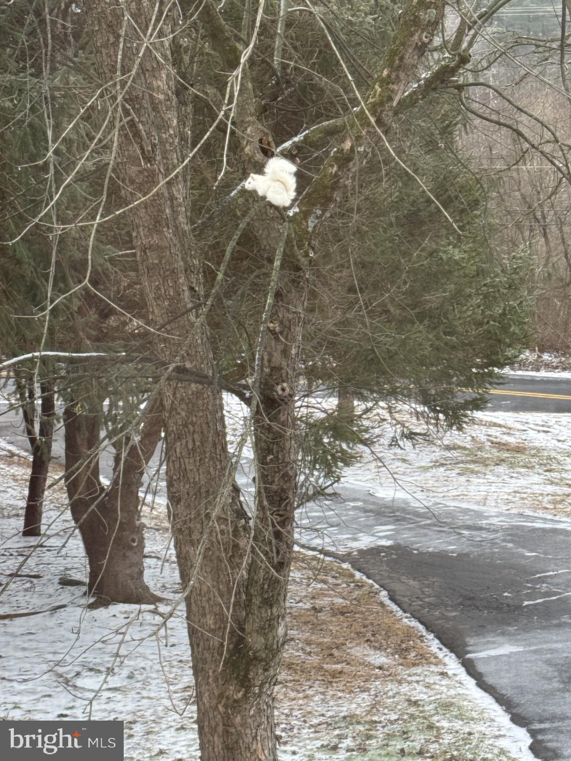 1421 Earlys Mill Road Palmyra, PA 17078 - Photo 63 of 84 Albino squirrel