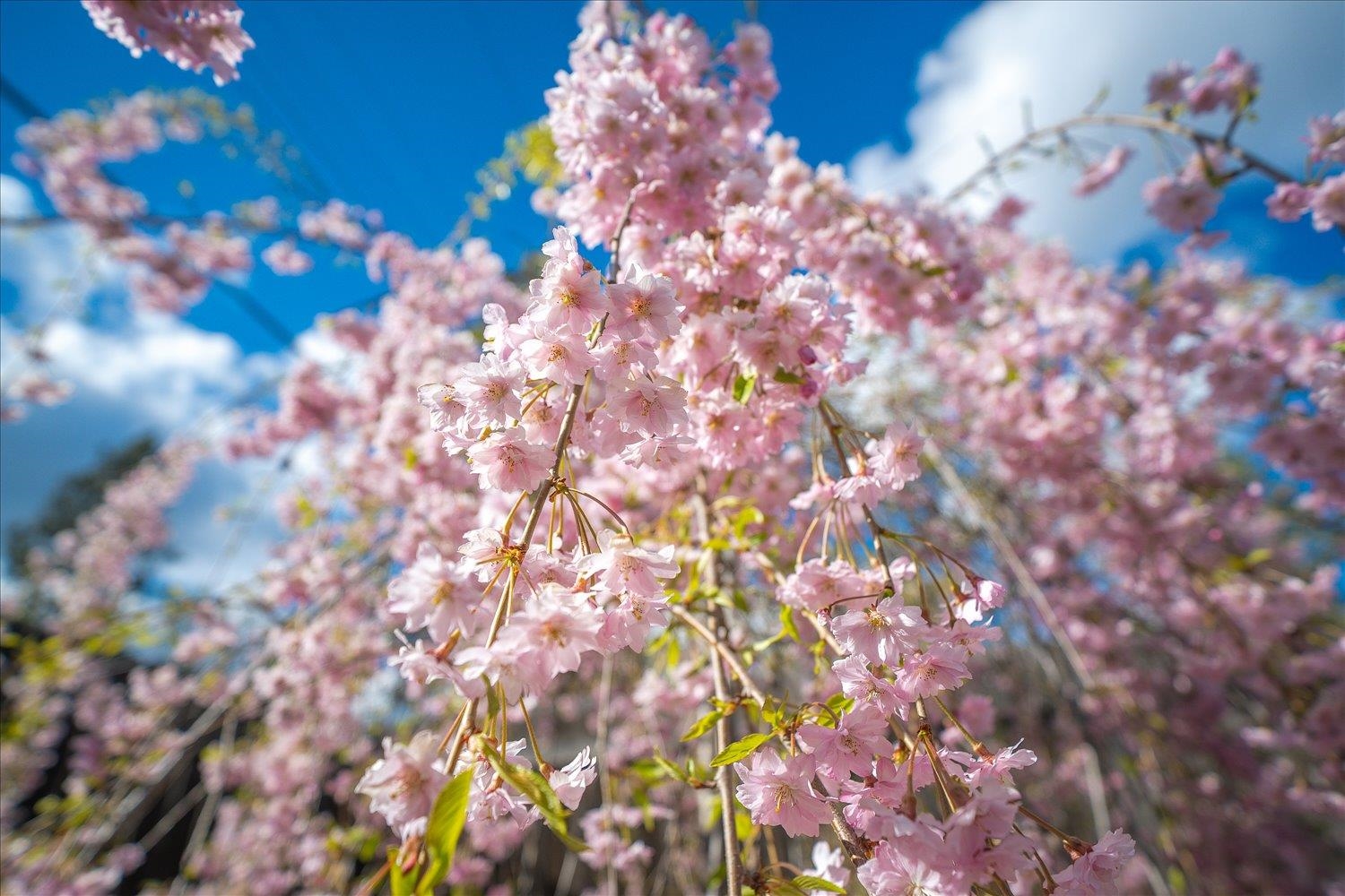 6713 North Stevens Street Spokane, WA 99208 - Photo 34 of 39