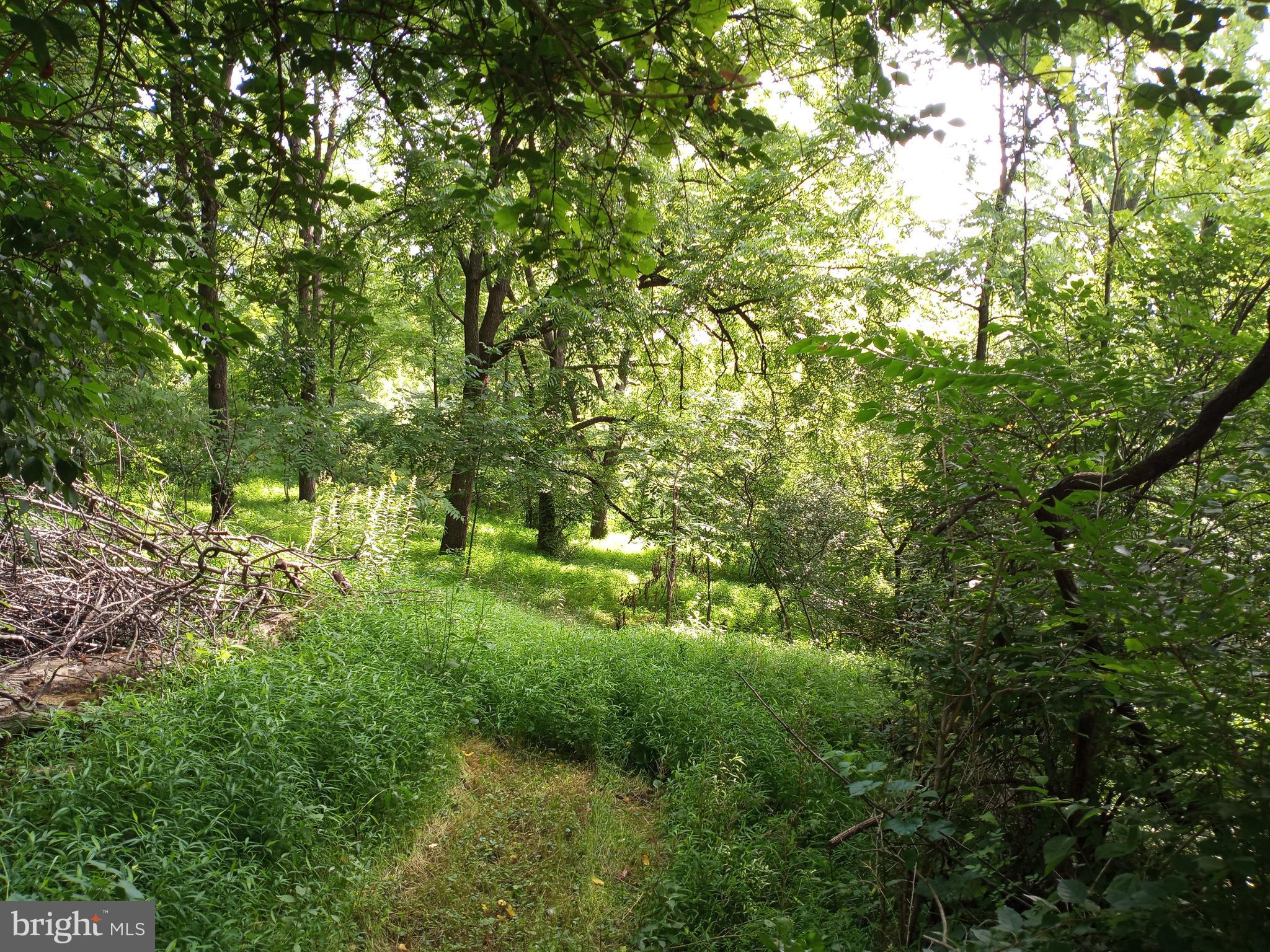 403 Kline Road Bellefonte, PA 16823 - Photo 12 of 27 a view of a yard with plants and large trees