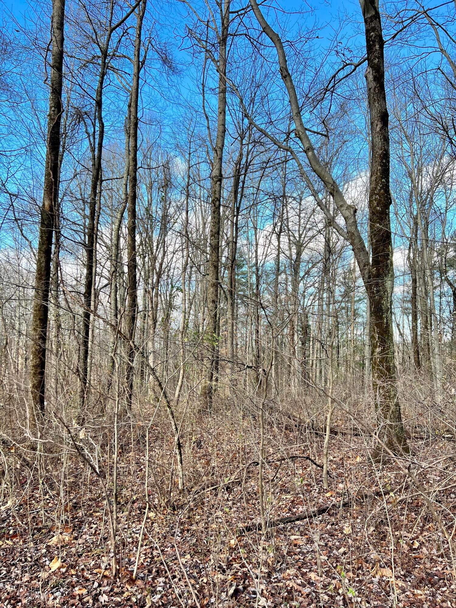 0 Poverty Ridge Road Blue Rock, OH 43720 - Photo 26 of 36 13069F9C-C590-4C92-A39B-1596D21393C6
