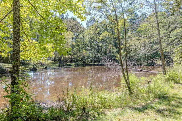 a view of a garden with plants and large trees