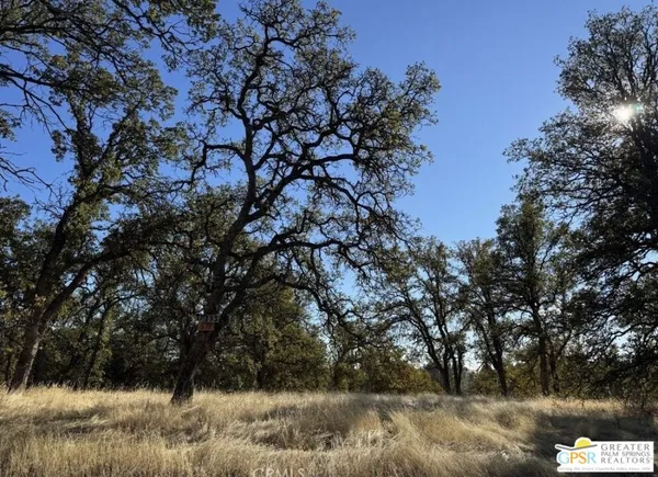 a view of a large tree