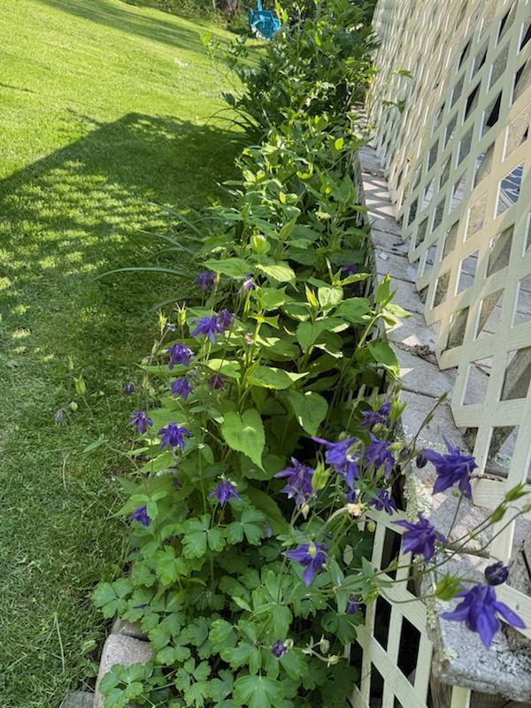 188 Boothbay Road Edgecomb, ME 04556 - Photo 22 of 38 Floral Surround