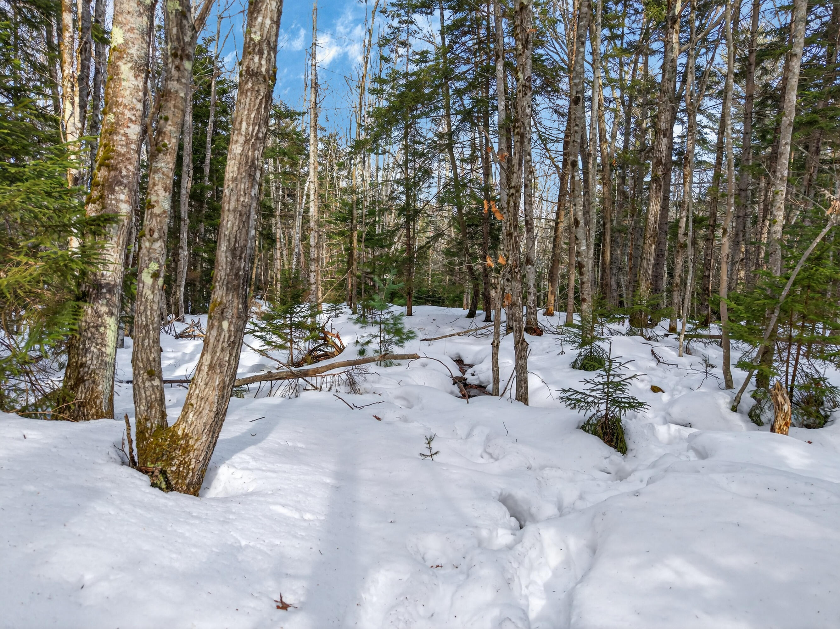 0 Sebasco Road Phippsburg, ME 04562 - Photo 10 of 25 Lot TBD Sebasco Rd_0124