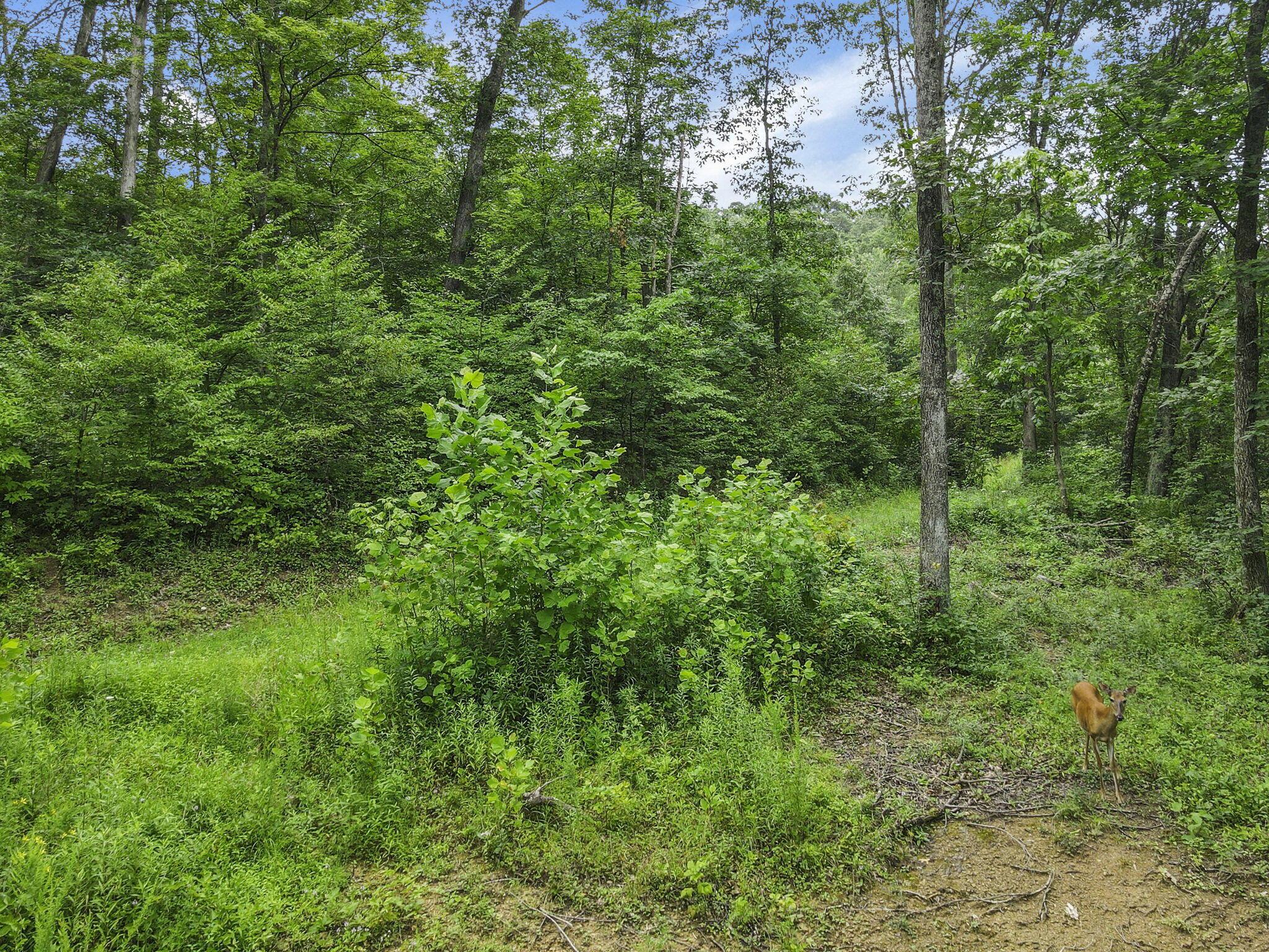 0 Greens Run Road Glouster, OH 45732 - Photo 95 of 121 95-web-or-mls-DJI_0381