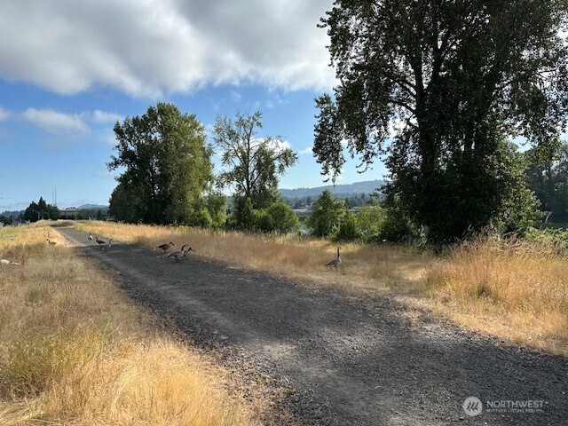 1548 River Road, Unit 105 Longview, WA 98632 - Photo 22 of 25 a view of a yard with a tree
