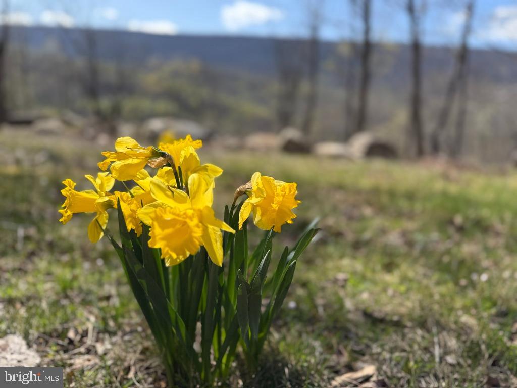 134 Ridgewood Trail Berkeley Springs, WV 25411 - Photo 7 of 7 a close up of a white flower in a garden