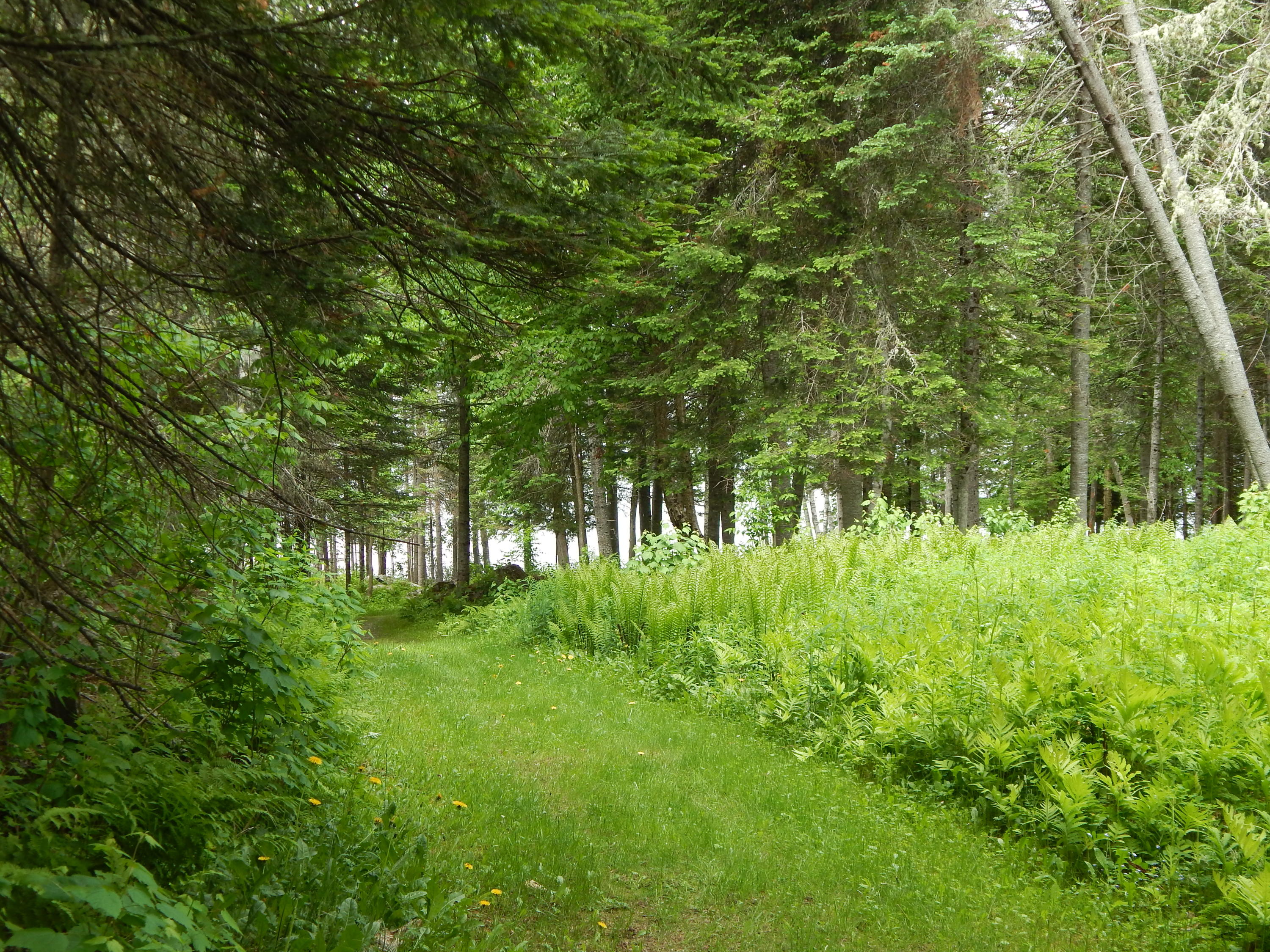 236 Mill Road Newry, ME 04261 - Photo 27 of 32 Pathway to the water
