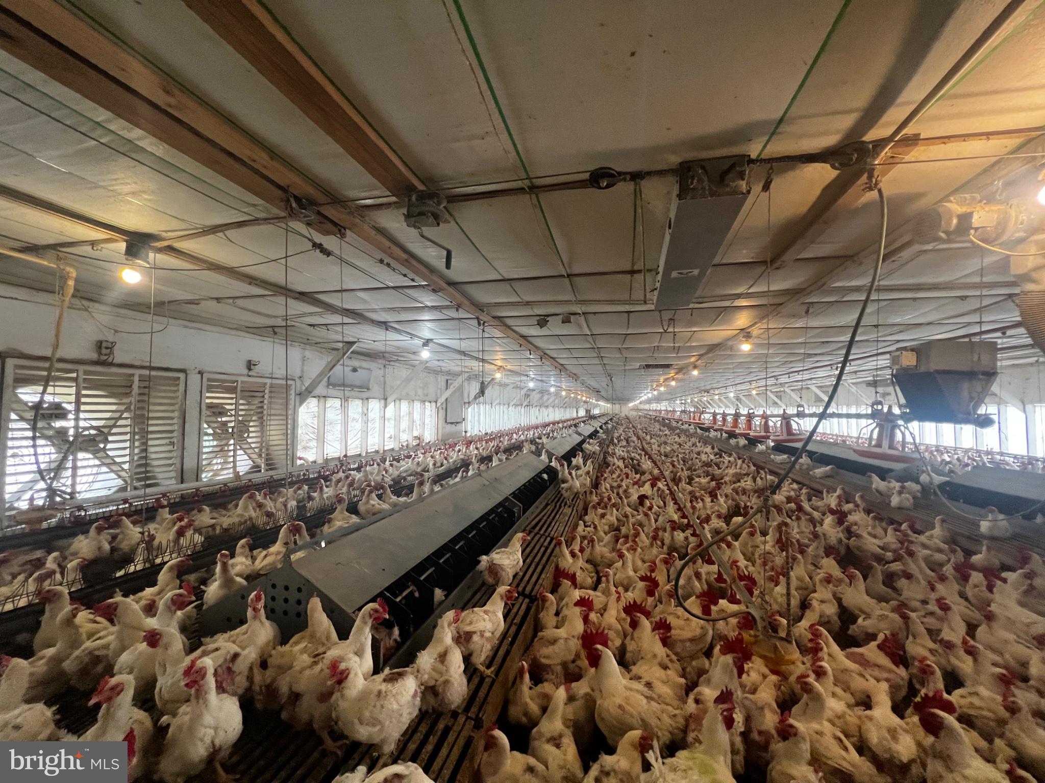 2971 Co Rte 259/3 Mathias, WV 26812 - Photo 13 of 41 Vibrant life in a poultry farm.