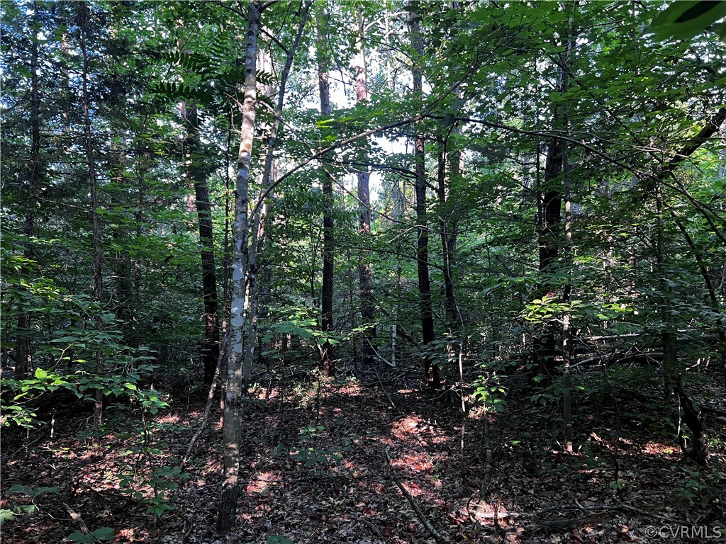1 Oak Hill Road Buckingham, VA 23921 - Photo 11 of 11 a view of a forest with lots of trees
