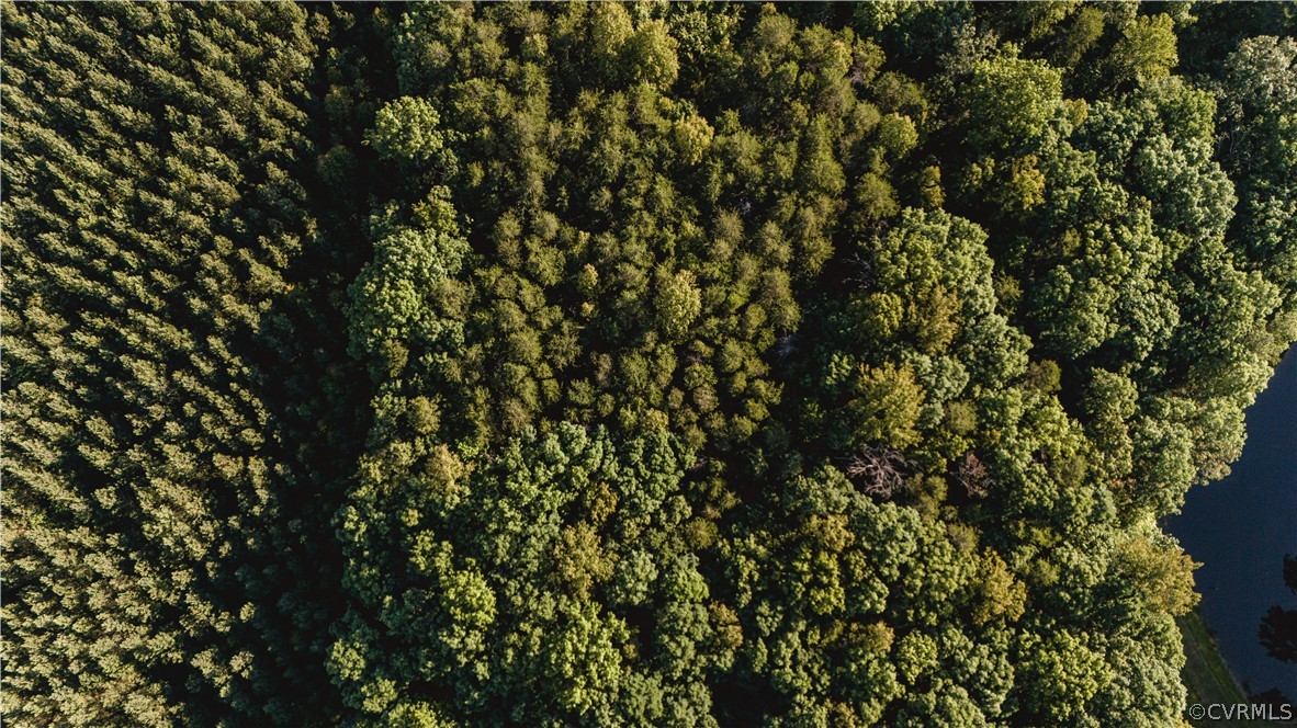 1 Oak Hill Road Buckingham, VA 23921 - Photo 5 of 11 a view of a tree