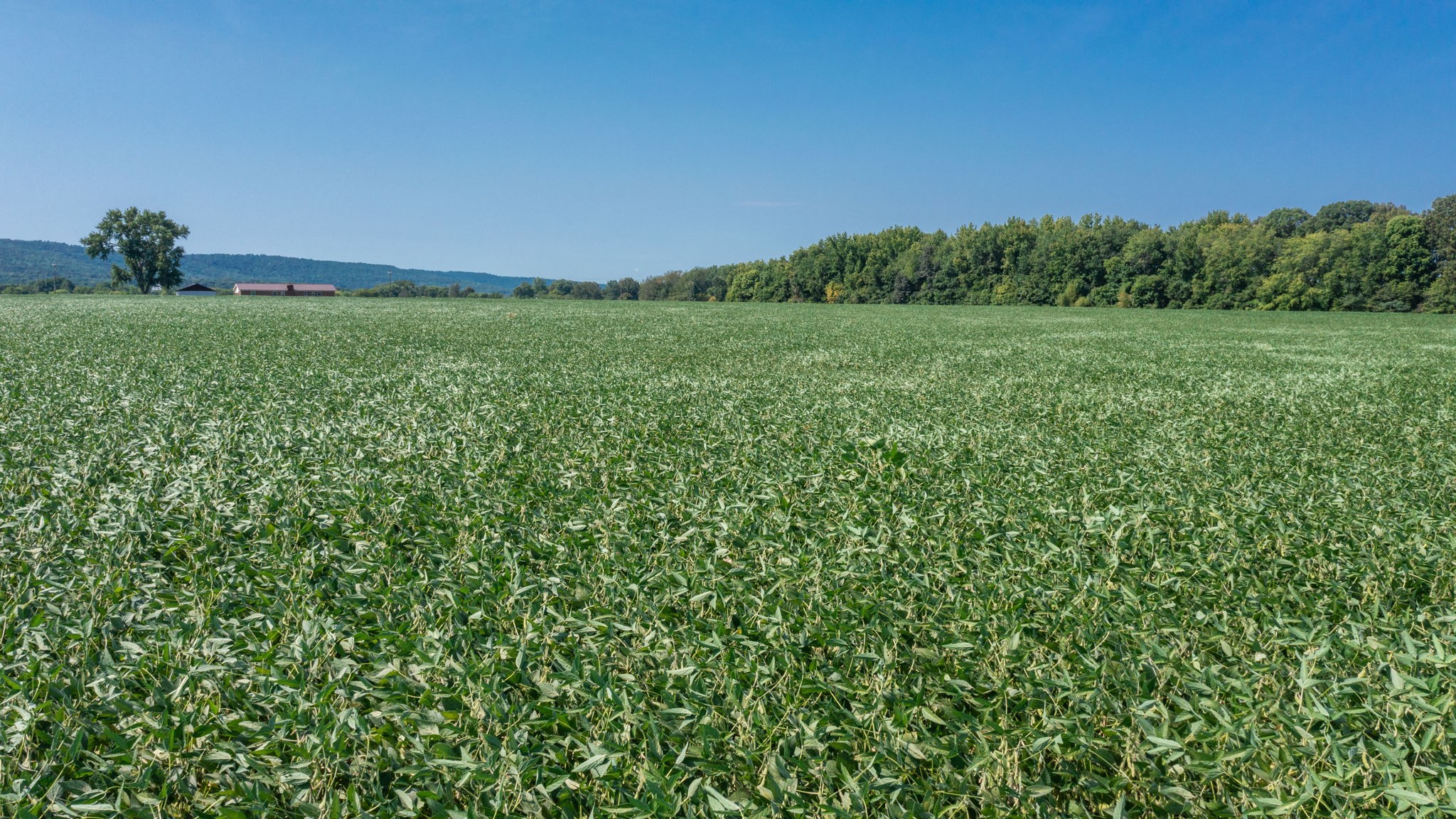 454 Limestone Road Elora, TN 37328 - Photo 4 of 12 a view of a field with a tree in the background
