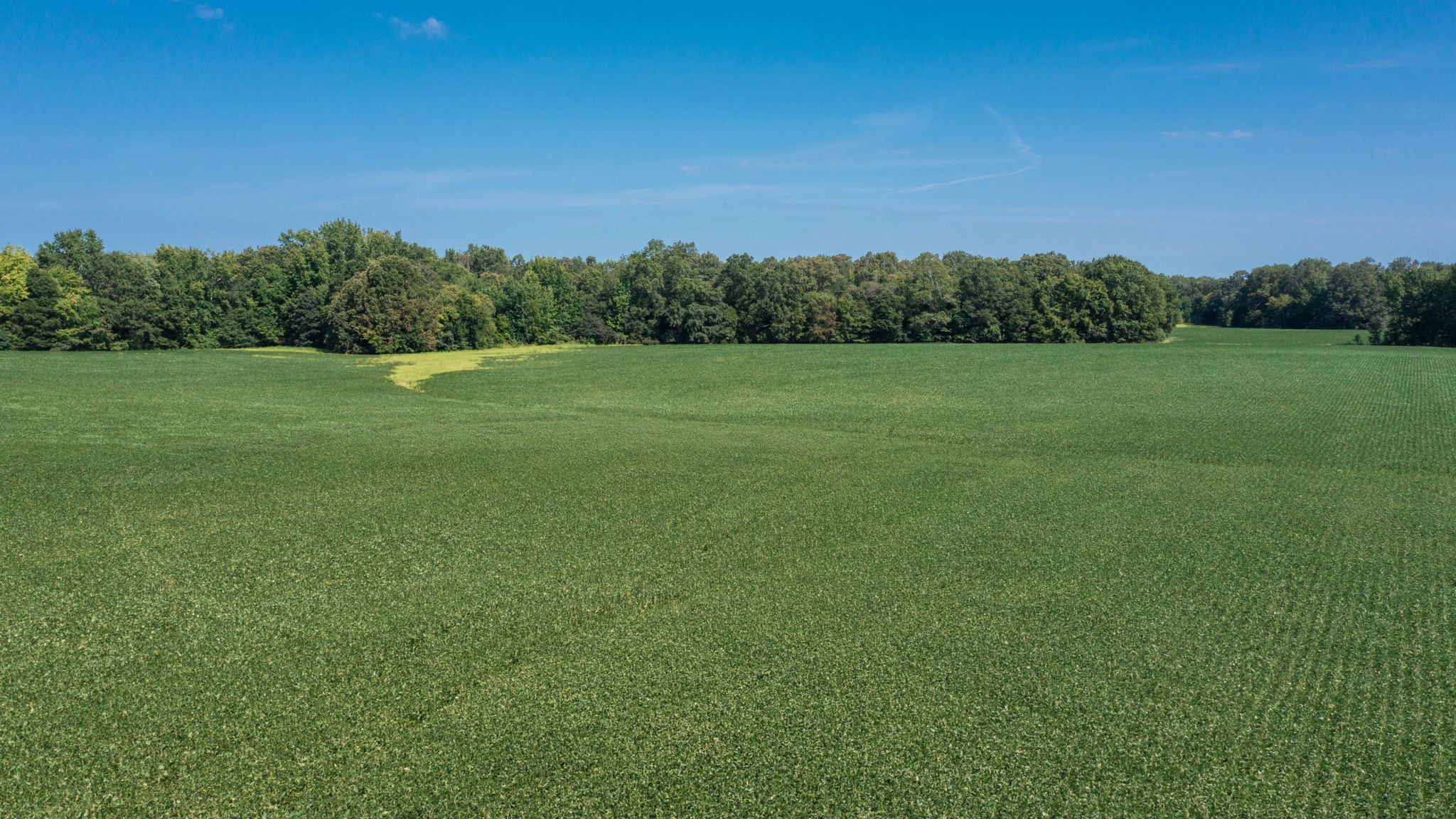454 Limestone Road Elora, TN 37328 - Photo 5 of 12 a view of field with outdoor space