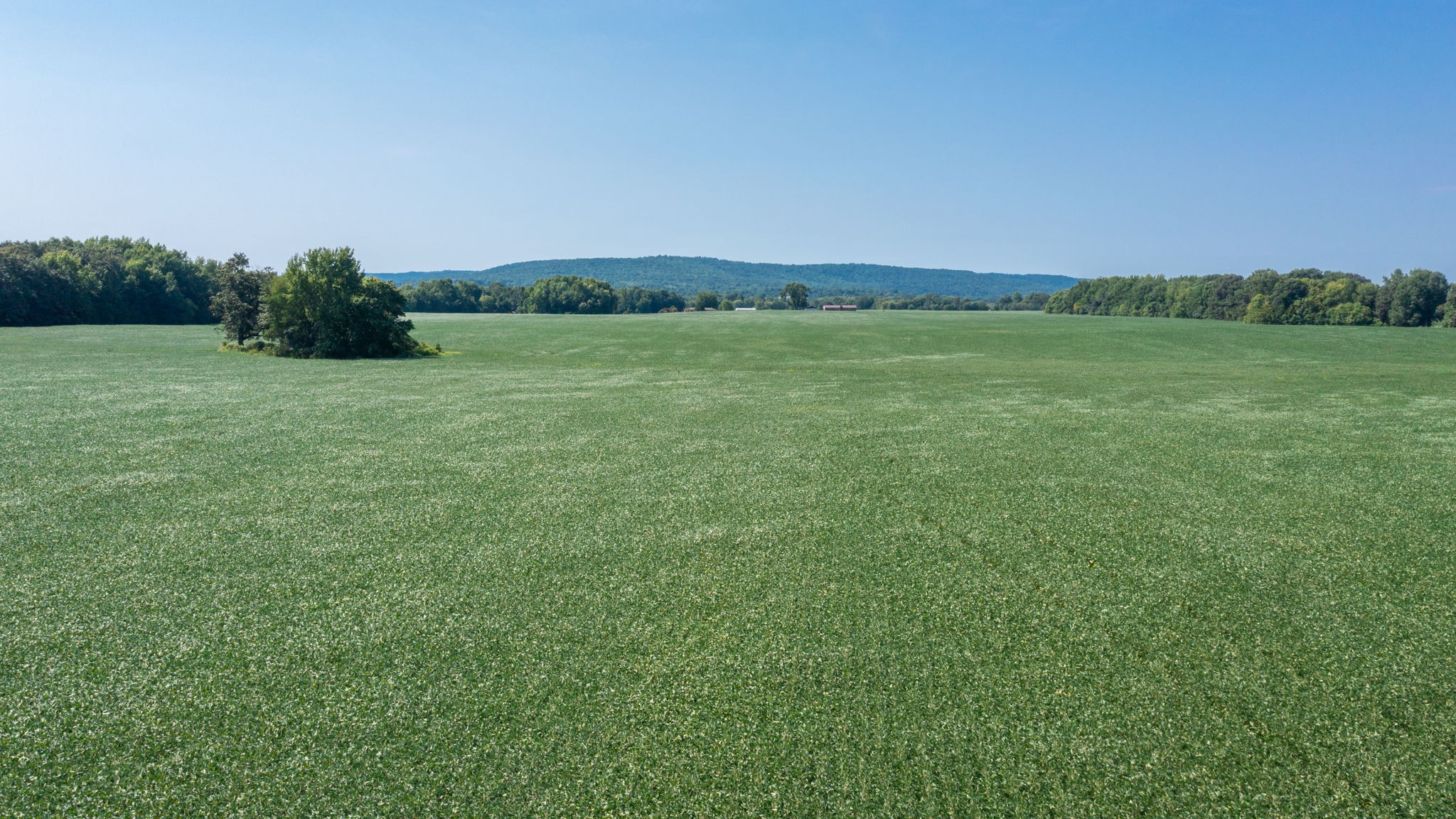 454 Limestone Road Elora, TN 37328 - Photo 10 of 12 a view of a field with an trees in the background