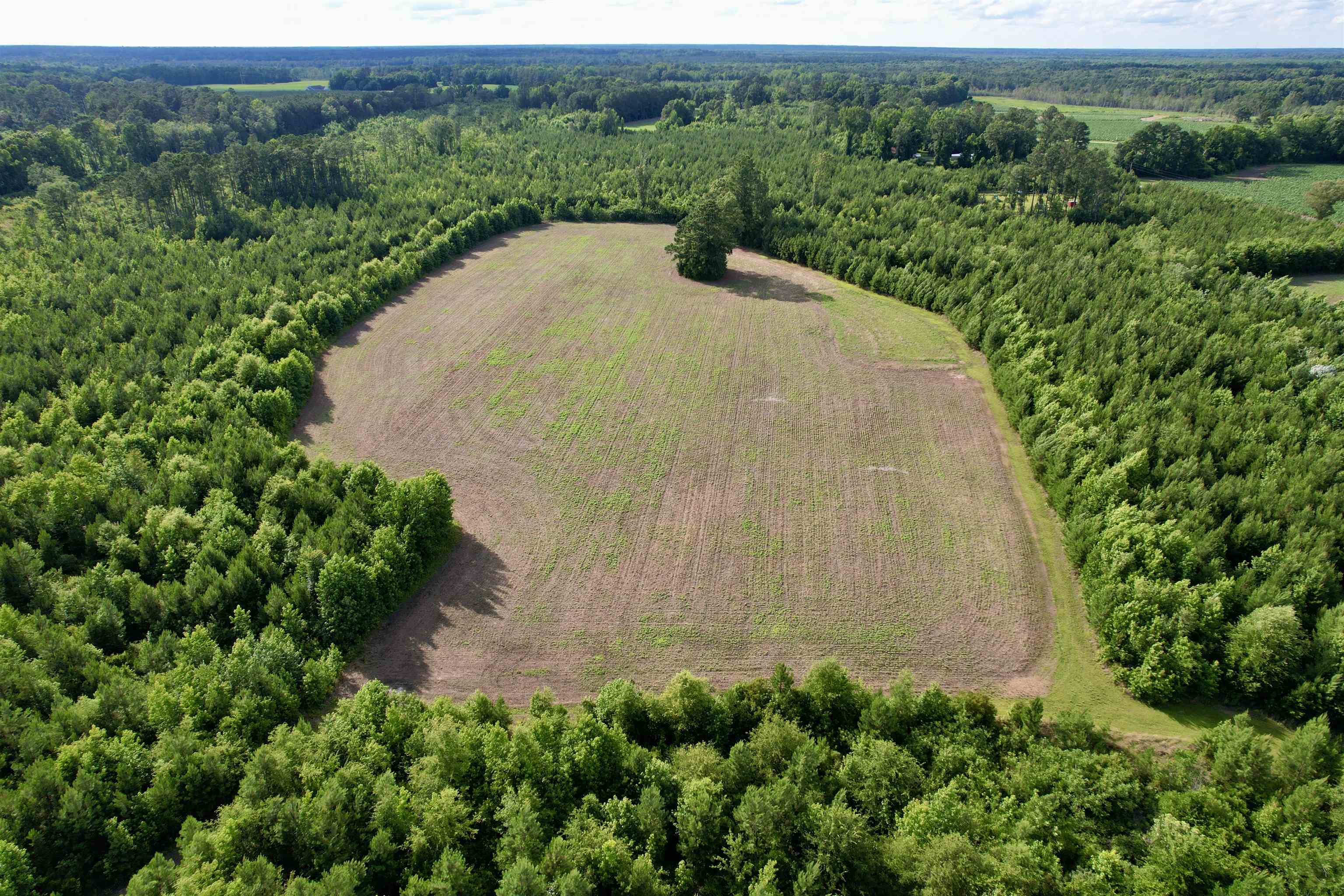 85-acres - Muddy Creek Road Hemingway, SC 29554 - Photo 20 of 31