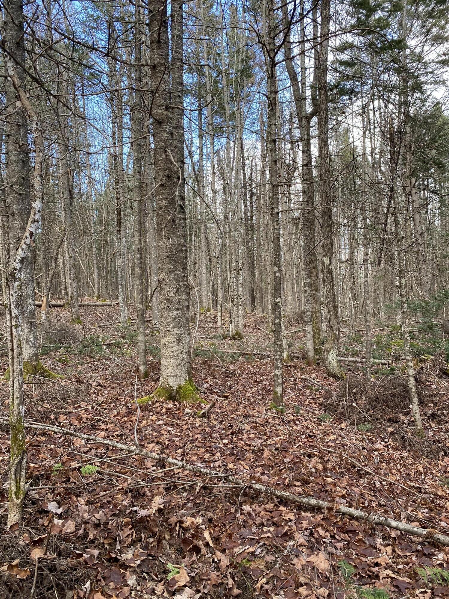 Lot 023 Pleasant Ridge Road Dexter, ME 04930 - Photo 4 of 7 IMG_8520