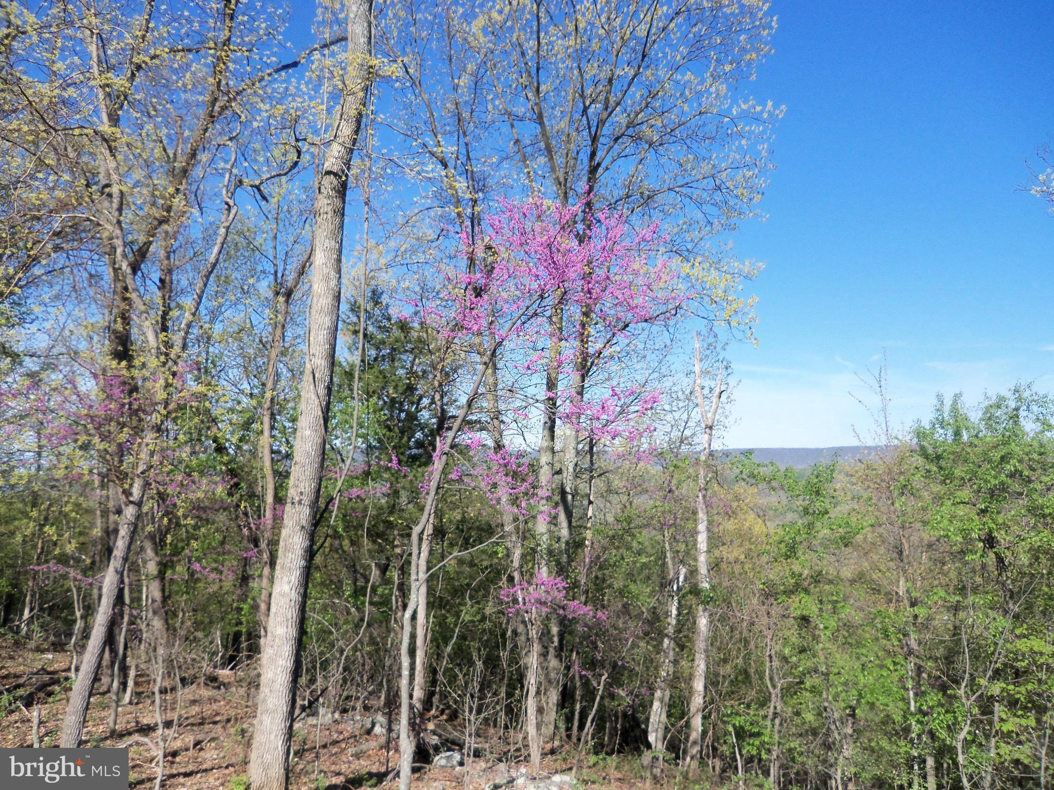 258 Gobbler Road Hedgesville, WV 25427 - Photo 8 of 30 View from deck