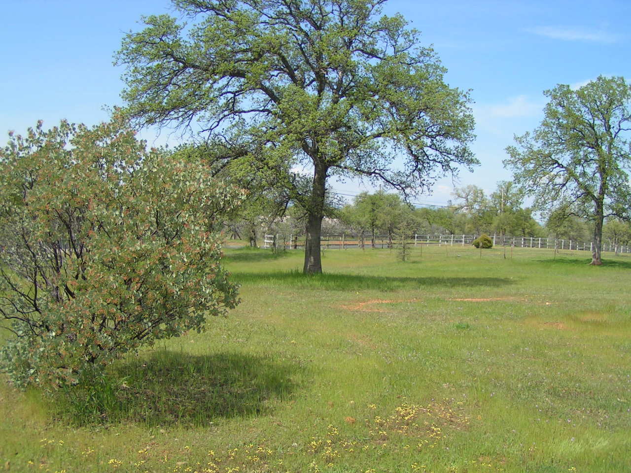 9581 Logan Road Palo Cedro, CA 96073 - Photo 12 of 21 Room to Roam