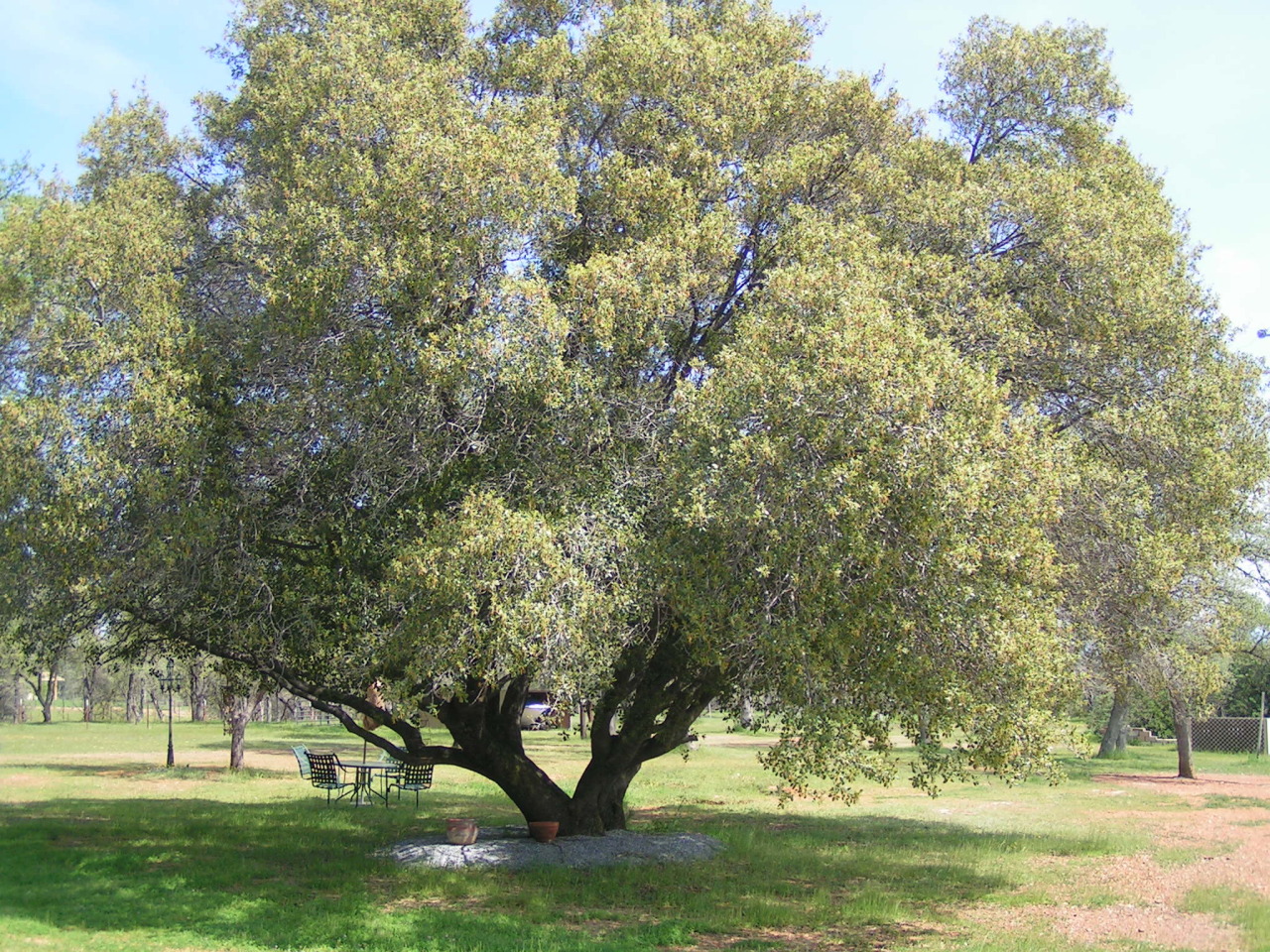 9581 Logan Road Palo Cedro, CA 96073 - Photo 18 of 21 Beautiful Tree