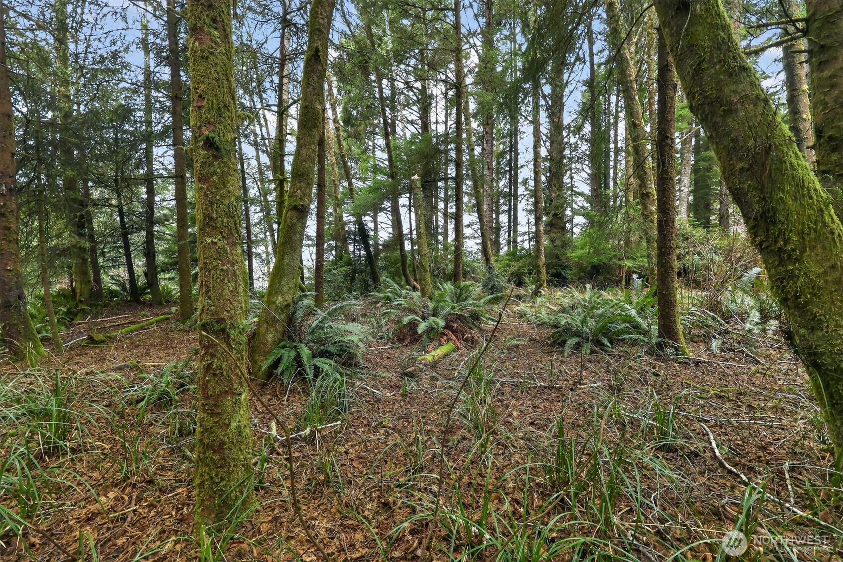2776 State Route 109 Copalis Beach, WA 98535 - Photo 11 of 28 a view of forest