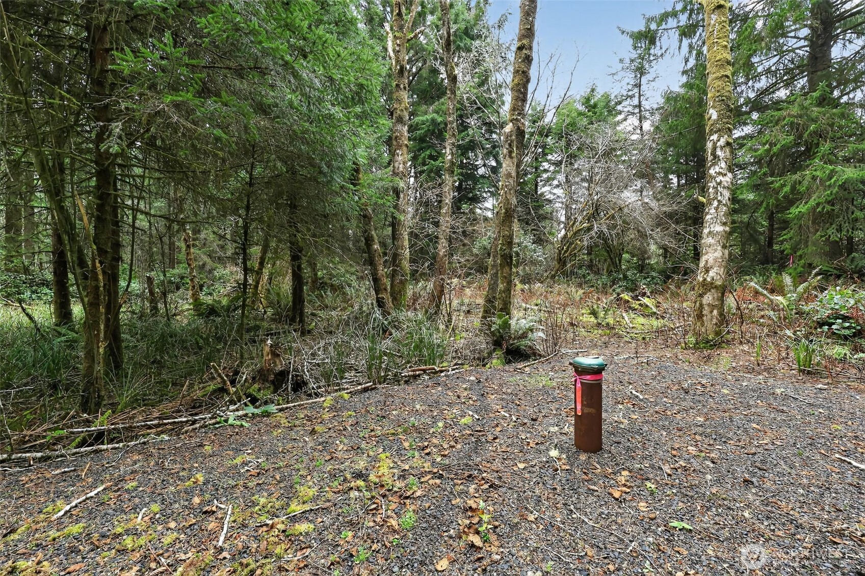 2776 State Route 109 Copalis Beach, WA 98535 - Photo 16 of 28 a close up of a trees