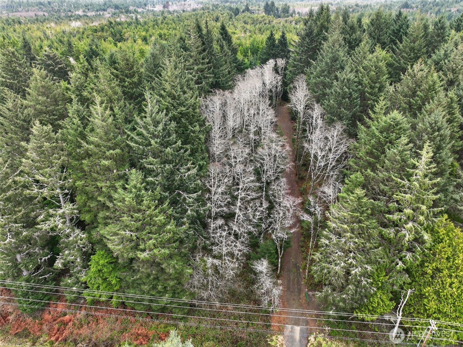 2776 State Route 109 Copalis Beach, WA 98535 - Photo 20 of 28 a view of a yard with plants