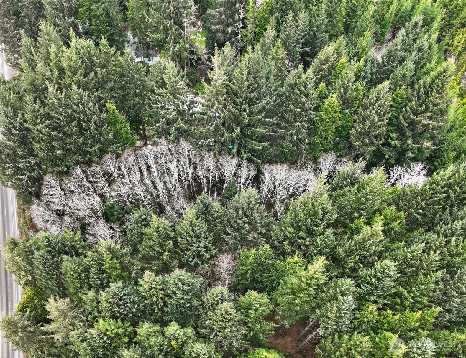 2776 State Route 109 Copalis Beach, WA 98535 - Photo 23 of 28 a view of a forest with a tree