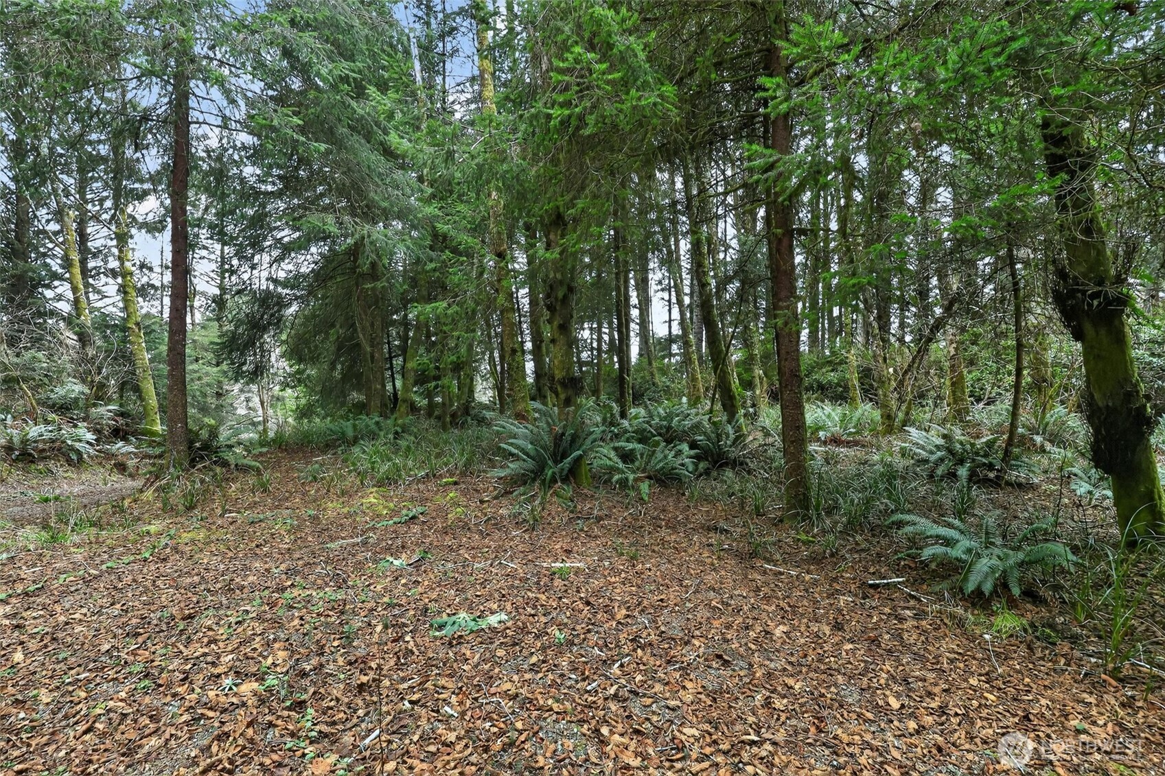 2776 State Route 109 Copalis Beach, WA 98535 - Photo 24 of 28 a view of a forest filled with trees