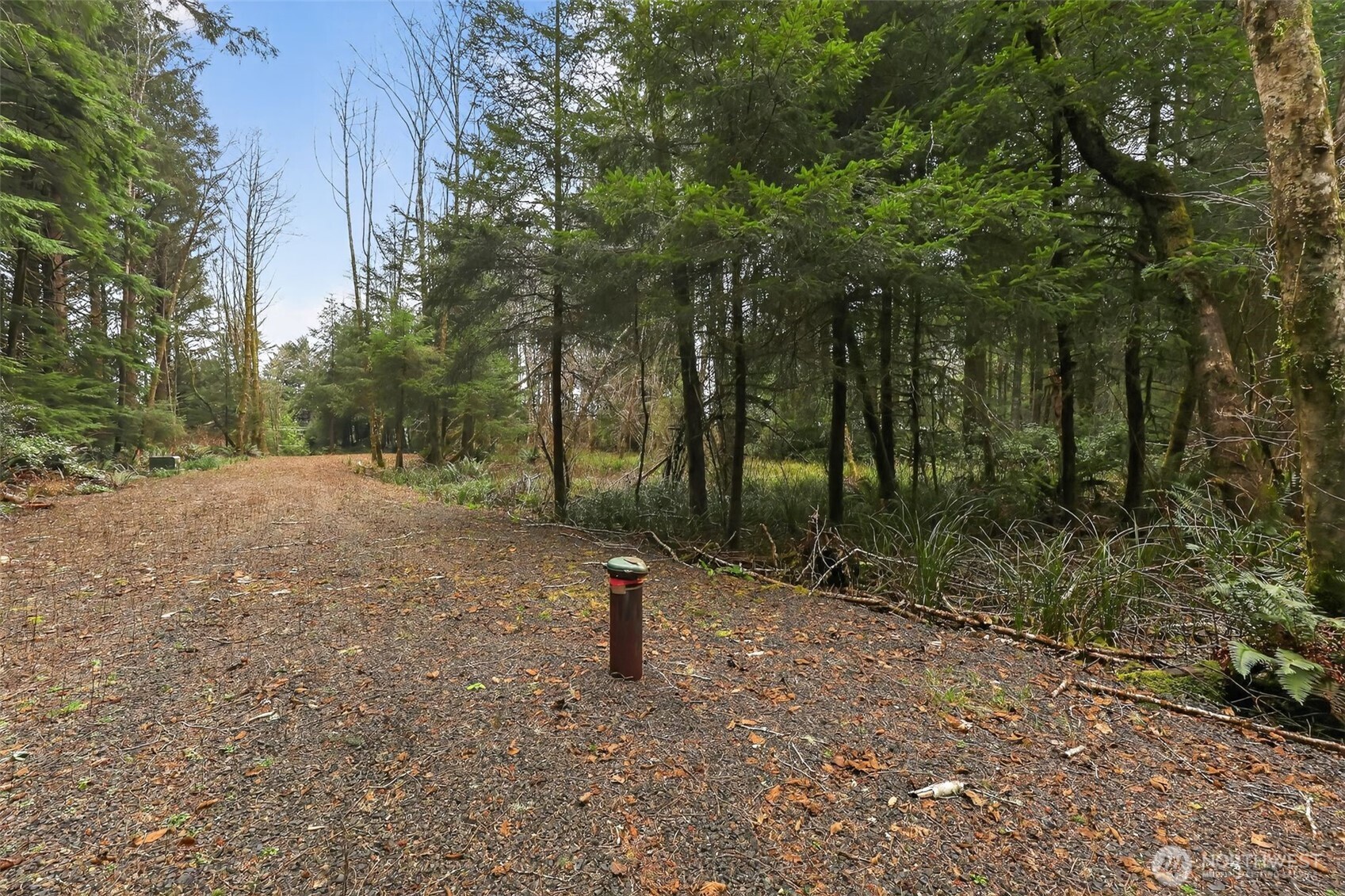2776 State Route 109 Copalis Beach, WA 98535 - Photo 26 of 28 a view of a forest with trees in the background