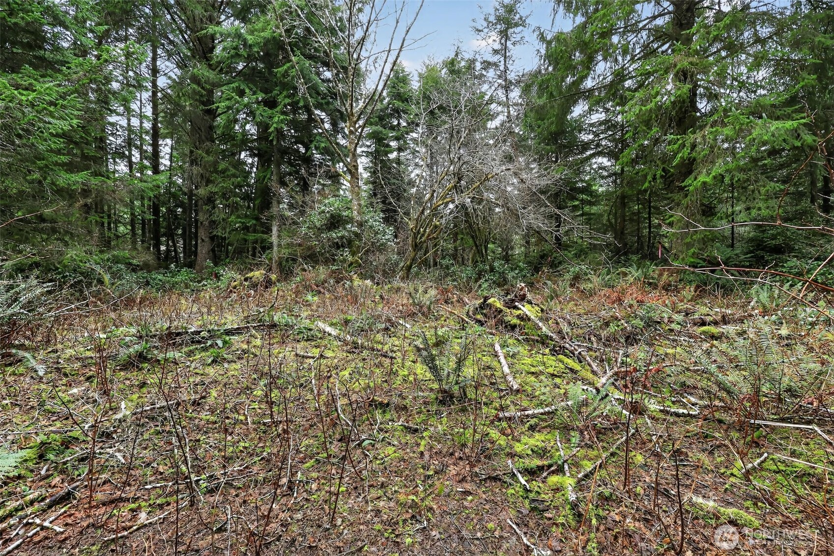 2776 State Route 109 Copalis Beach, WA 98535 - Photo 27 of 28 a view of a forest with a tree