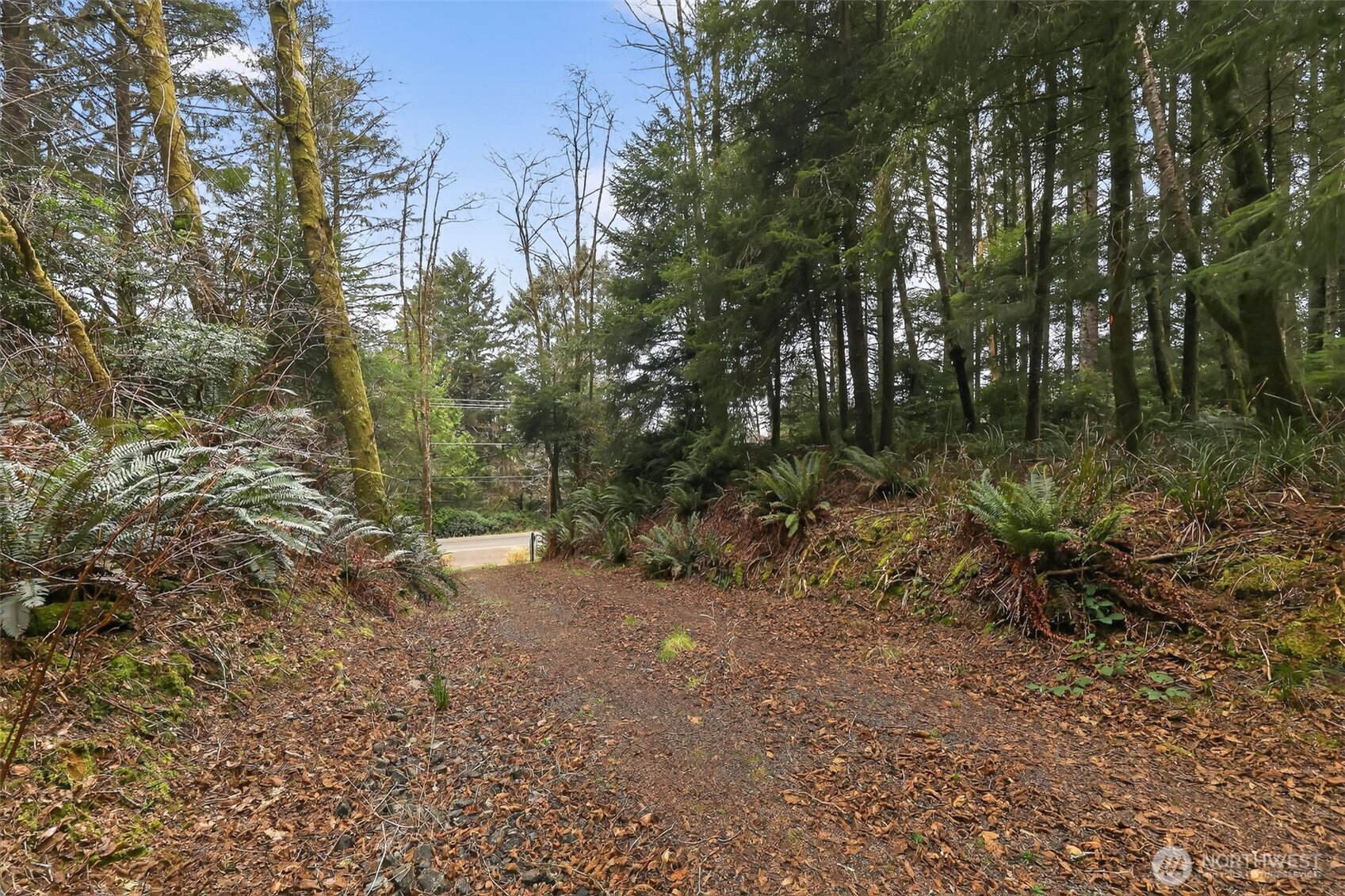 2776 State Route 109 Copalis Beach, WA 98535 - Photo 28 of 28 a view of a forest with trees in the background