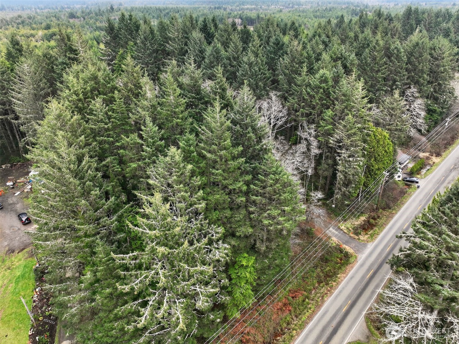 2776 State Route 109 Copalis Beach, WA 98535 - Photo 3 of 28 a view of a forest from a window