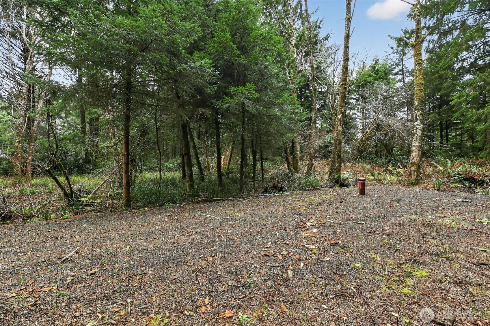 2776 State Route 109 Copalis Beach, WA 98535 - Photo 4 of 28 a view of a forest with trees in the background