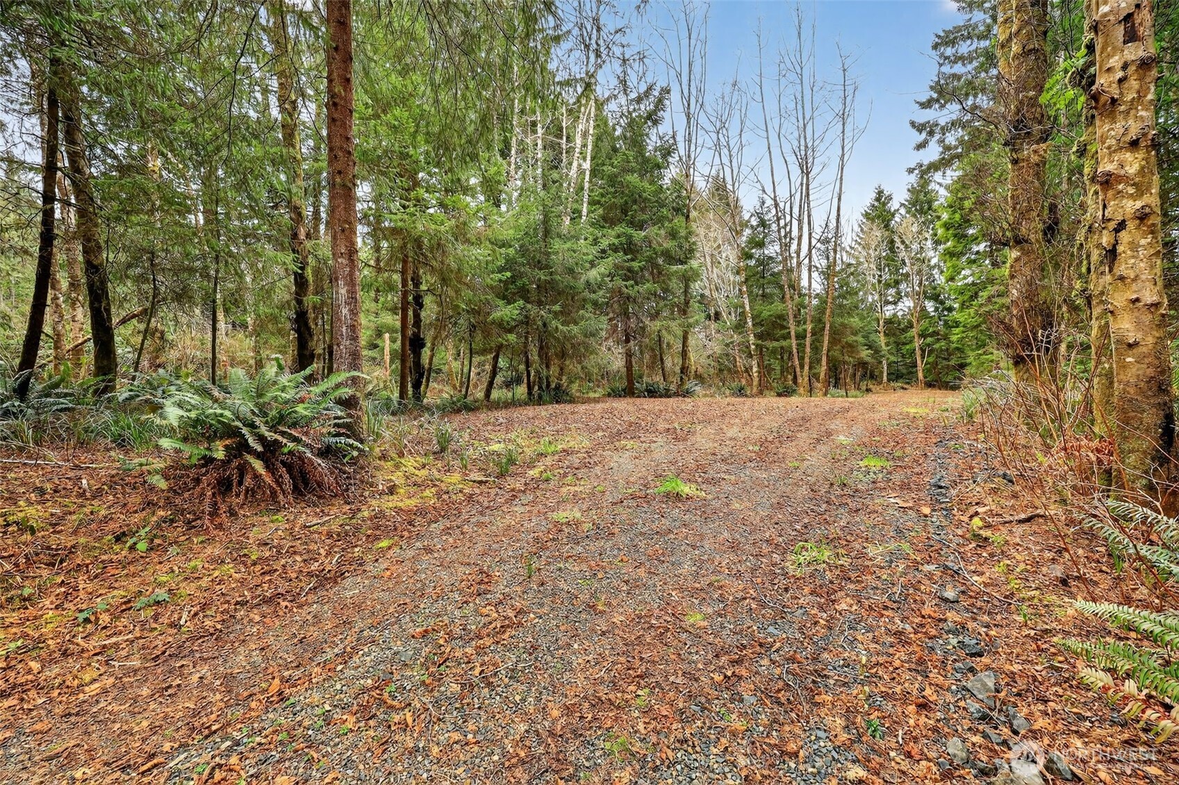 2776 State Route 109 Copalis Beach, WA 98535 - Photo 8 of 28 a view of bushes and trees