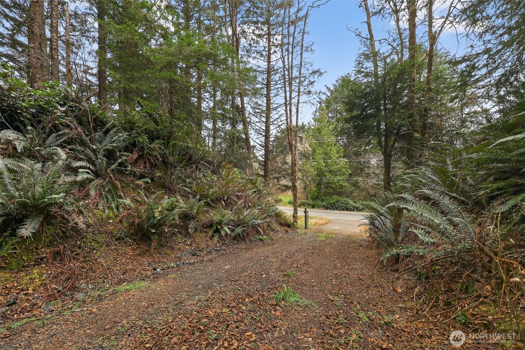 2776 State Route 109 Copalis Beach, WA 98535 - Photo 9 of 28 a view of a yard with trees