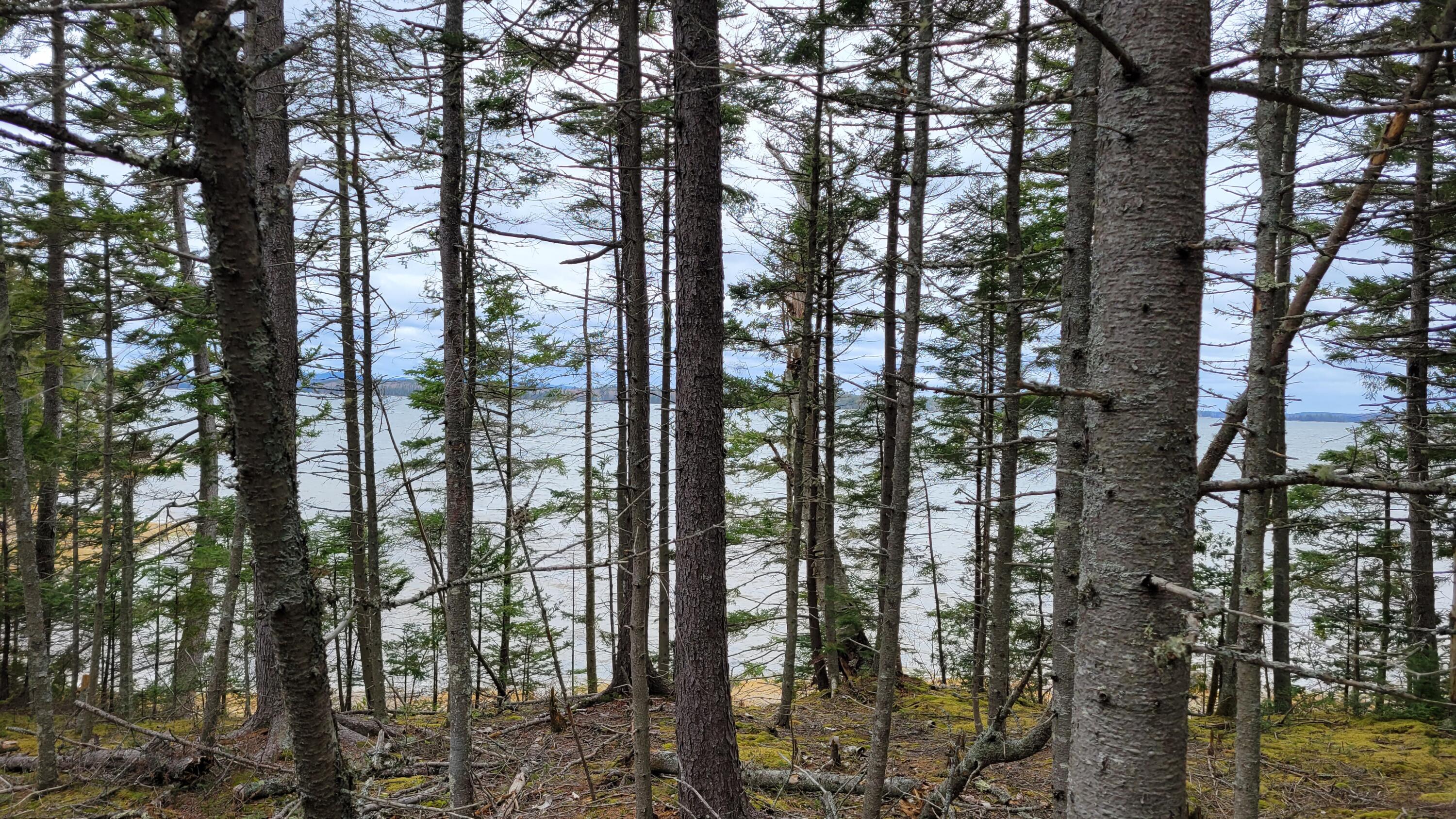 Map58-lot4 Paul Bunyan Road Corea, ME 04624 - Photo 10 of 19 20230504_122347