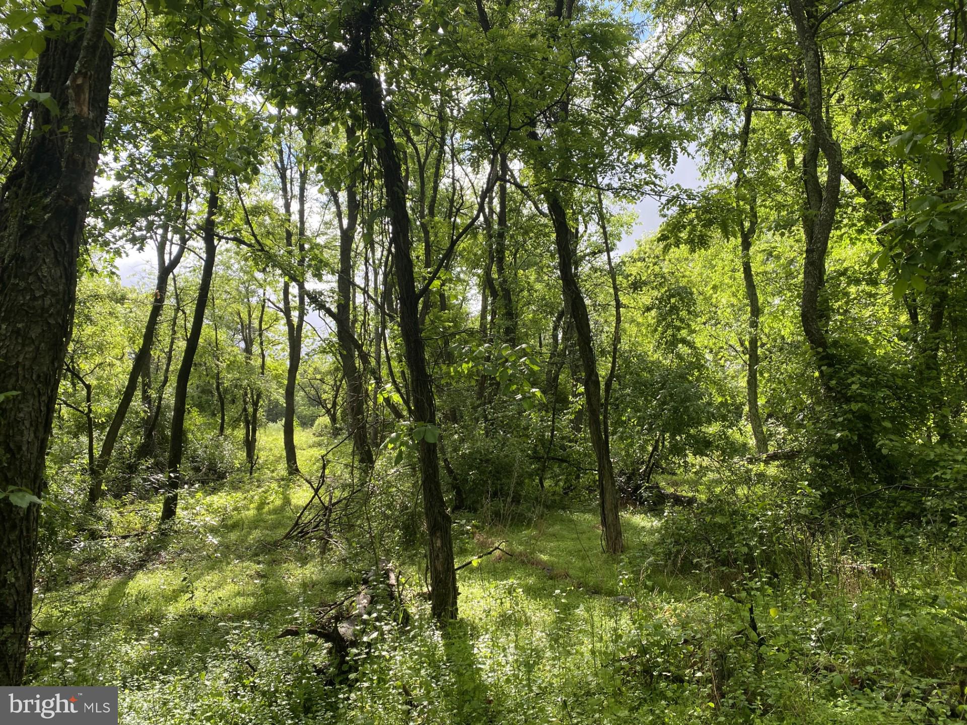 Lot 2 North Timber Ridge Road Cross Junction, VA 22625 - Photo 20 of 30