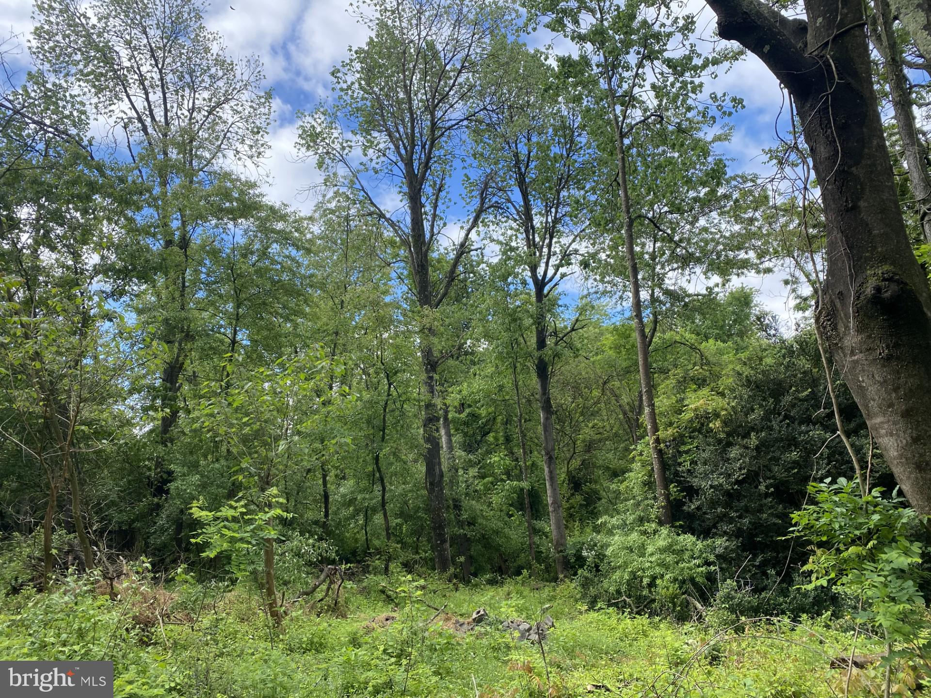 Lot 2 North Timber Ridge Road Cross Junction, VA 22625 - Photo 21 of 30