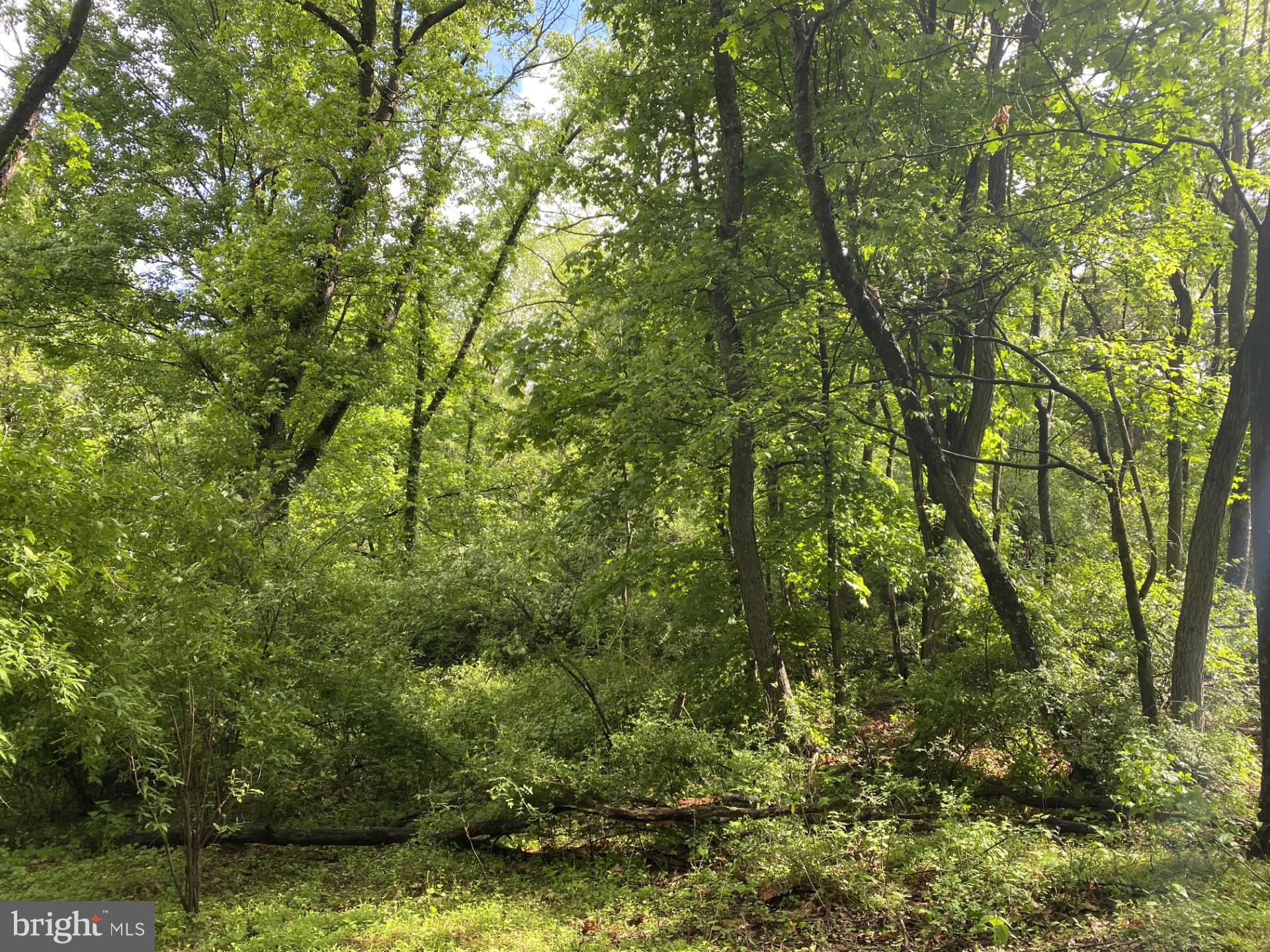 Lot 2 North Timber Ridge Road Cross Junction, VA 22625 - Photo 22 of 30