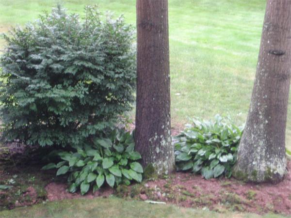 111 Hollytree Road Stoughton, MA 02072 - Photo 12 of 15 Gallery Image 12