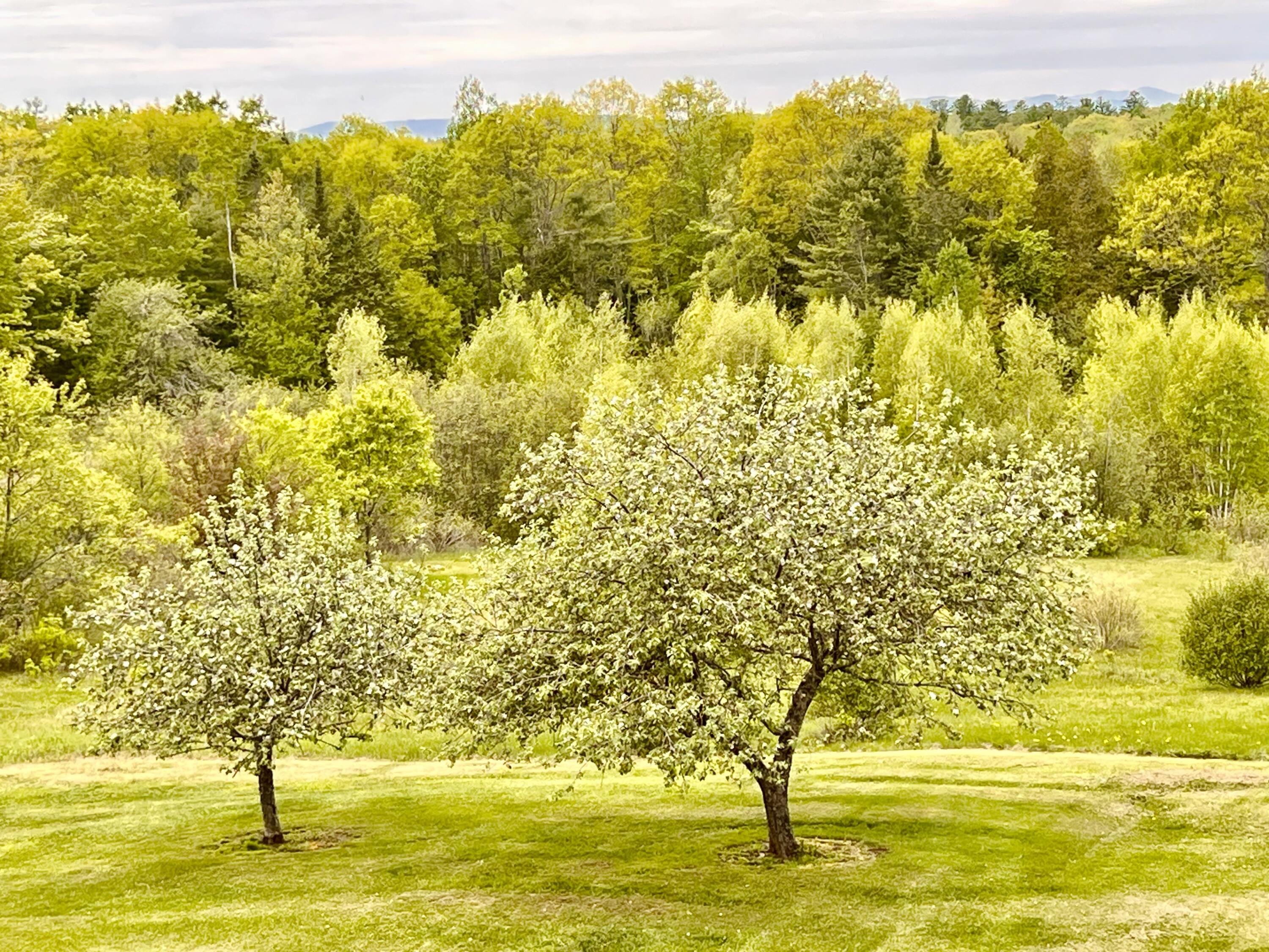 138 Reardon Road Milo, ME 04463 - Photo 11 of 123 Apple Trees & Mountain Views