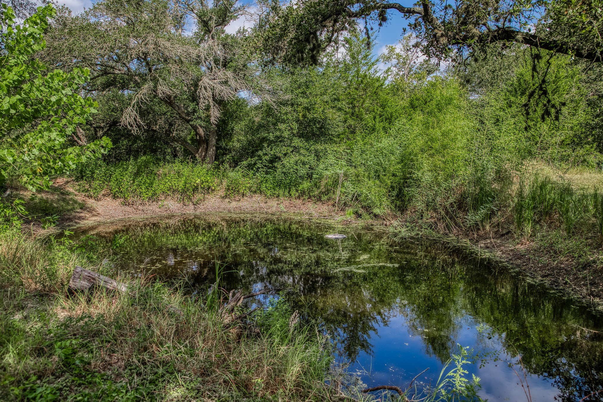 10639 Palestine Road Brenham, TX 77833 - Photo 39 of 42 a view of a yard with plants and large trees