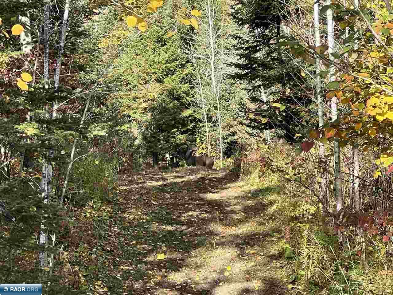 Tbd Elbow Lake Road Iron, MN 55751 - Photo 26 of 29