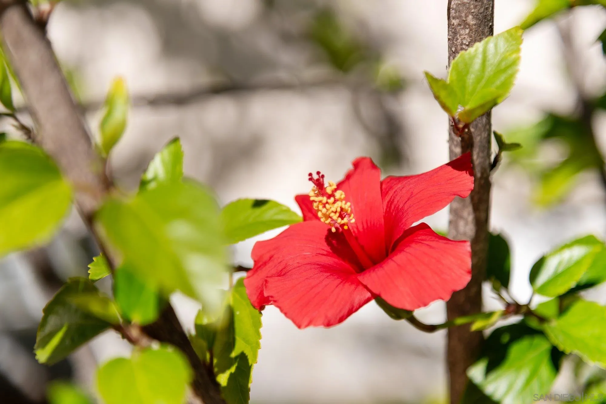 14274 Woodcreek Road Poway, CA 92064 - Photo 48 of 57 a view of a flower