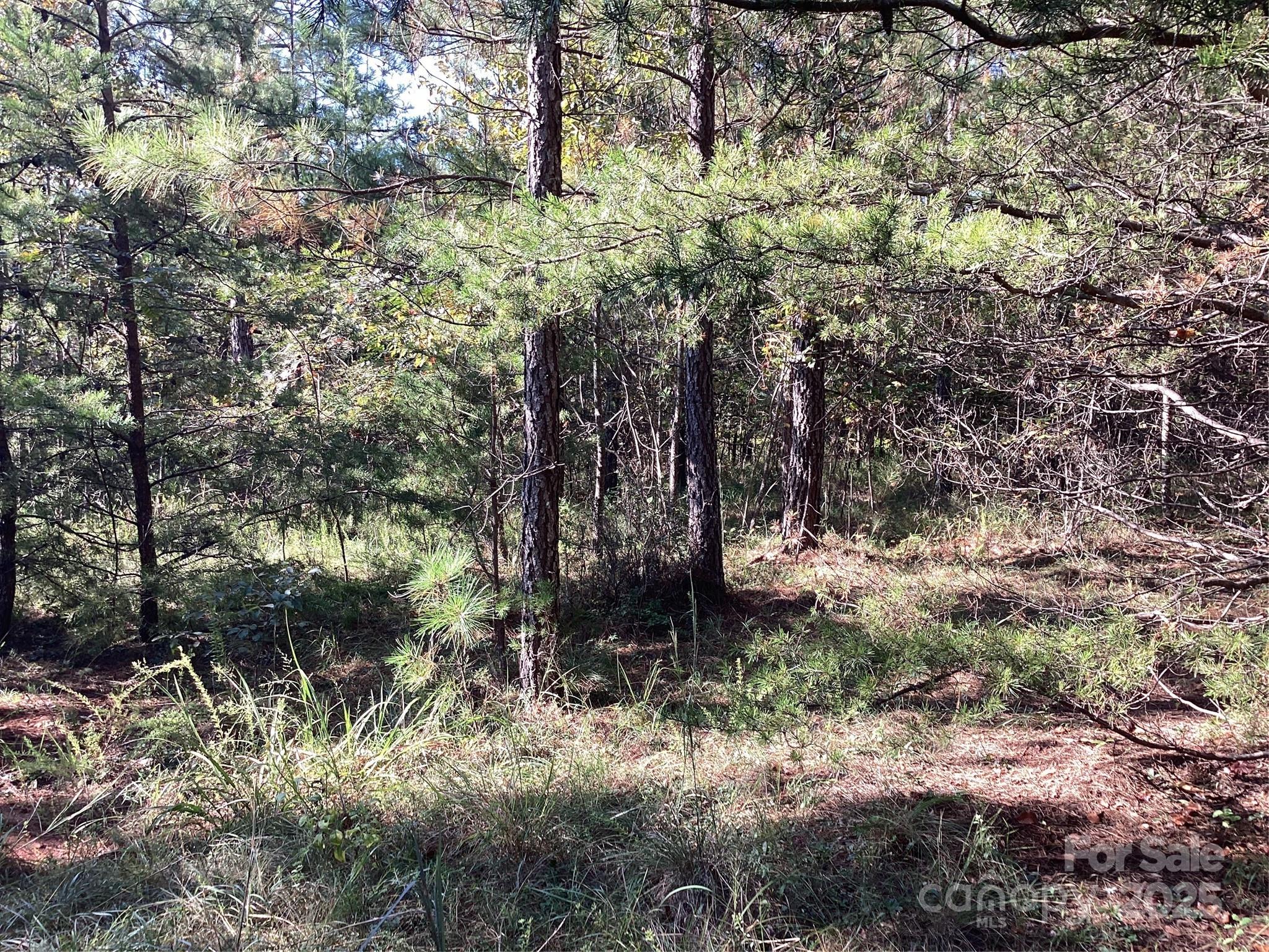 0 Chestnut Oak Trail Mill Spring, NC 28756 - Photo 12 of 37 a view of a yard with large trees