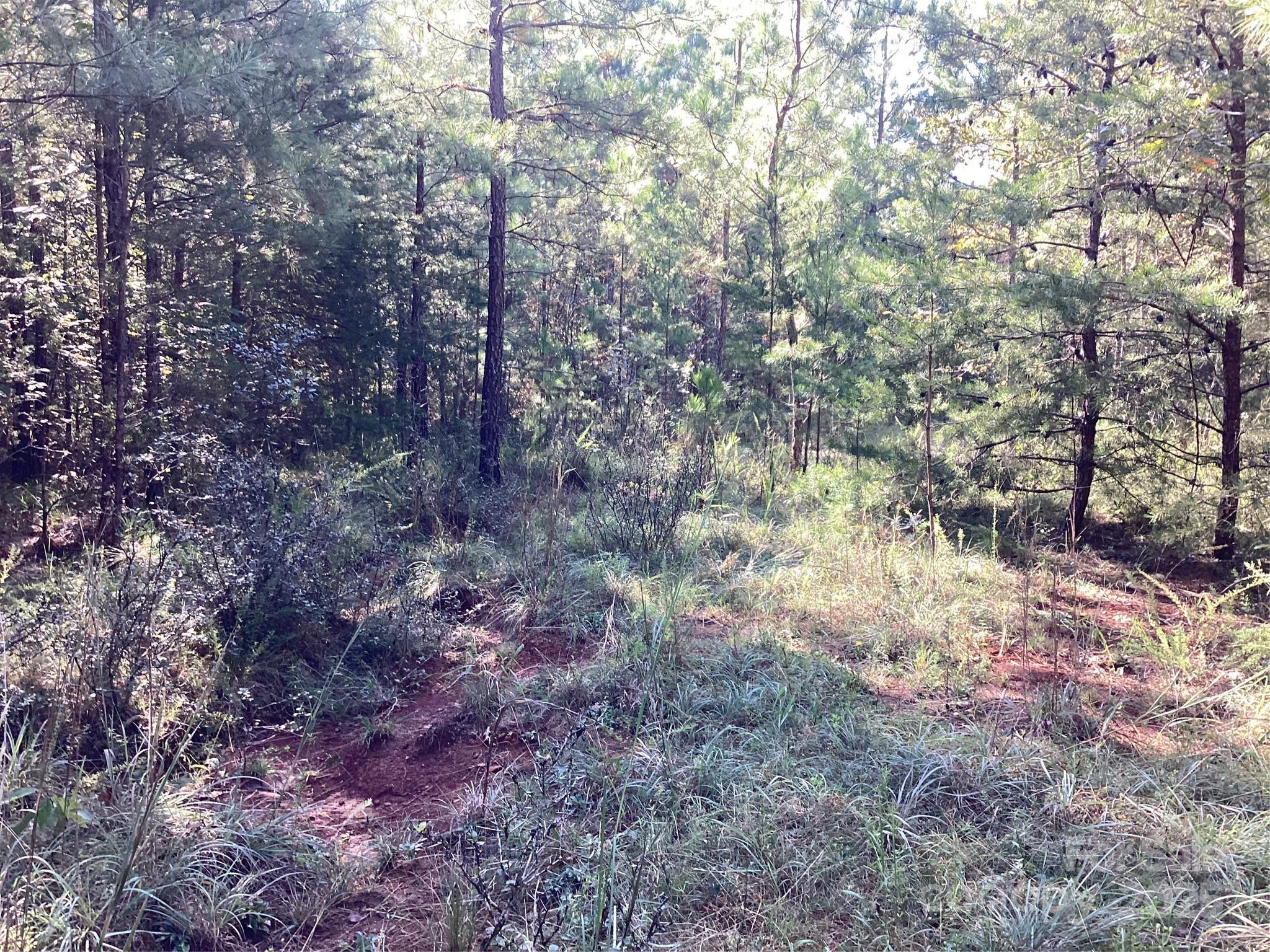 0 Chestnut Oak Trail Mill Spring, NC 28756 - Photo 13 of 37 a view of a forest with trees