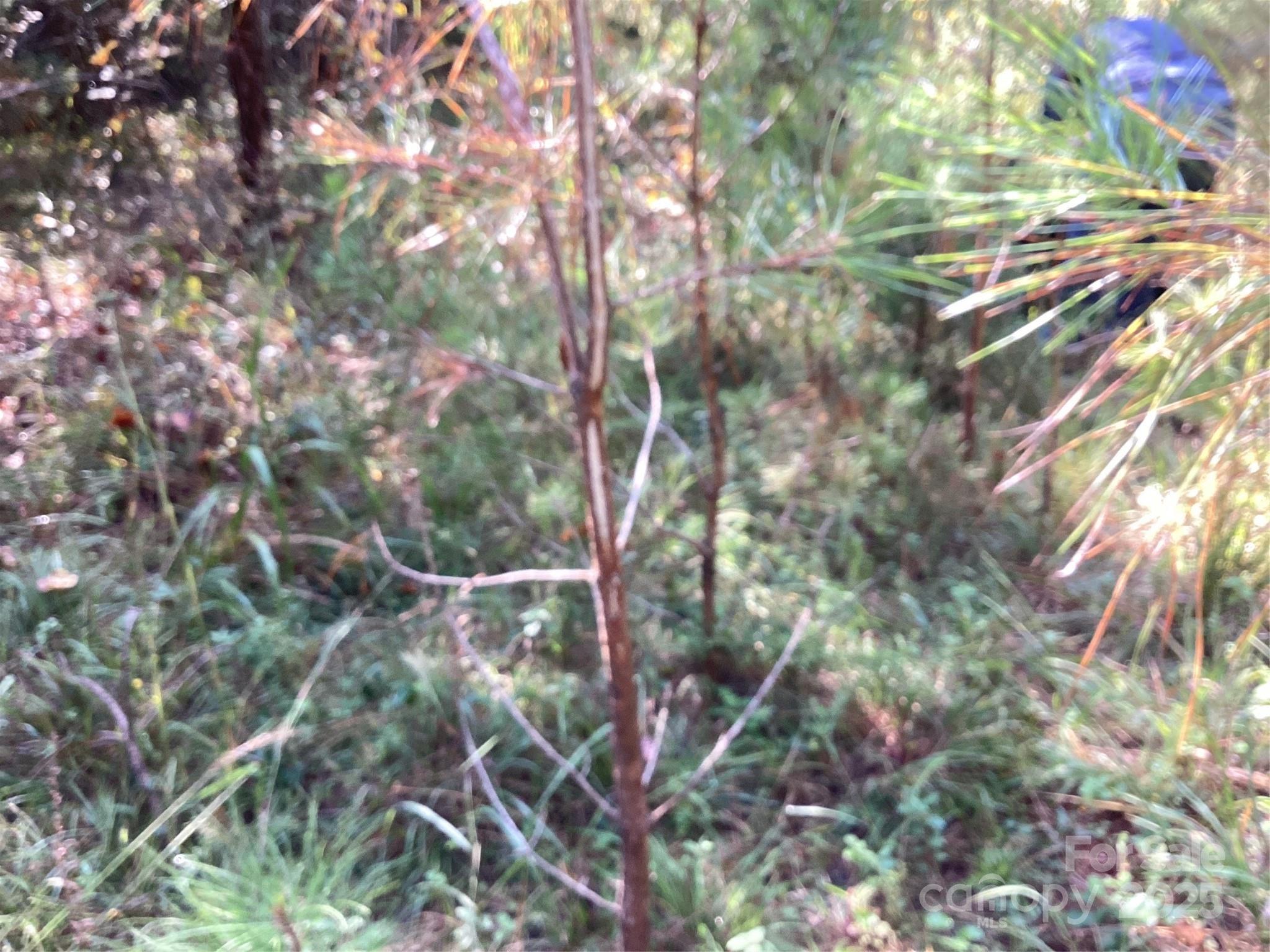 0 Chestnut Oak Trail Mill Spring, NC 28756 - Photo 14 of 37 a backyard of a house with lots of trees